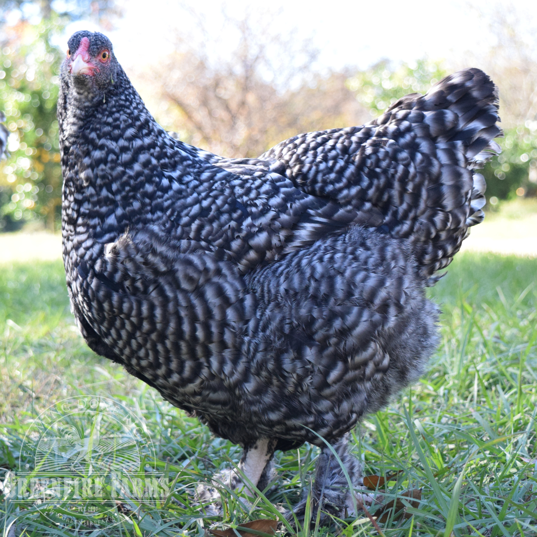 Mechelen Turkey Head