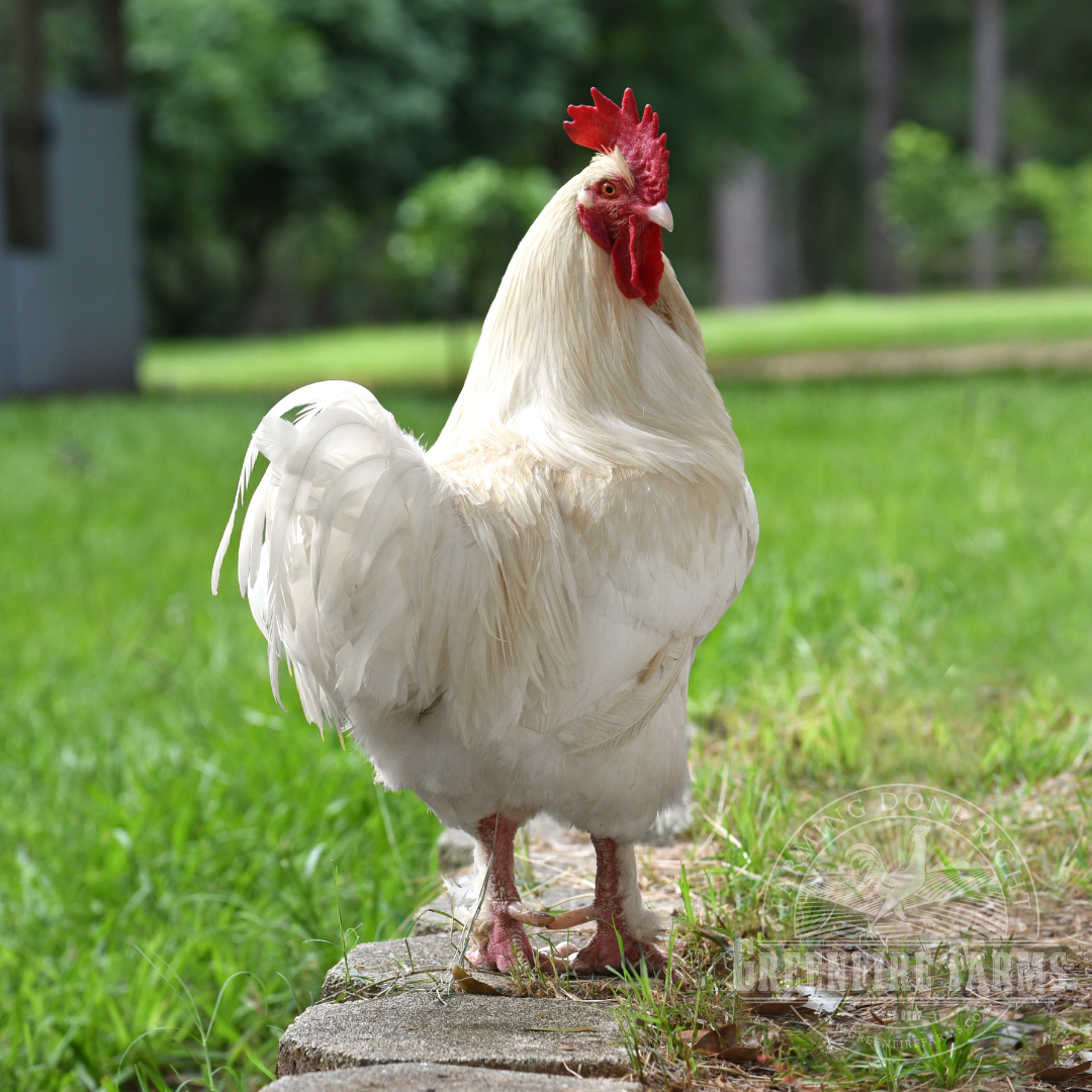 White Marans