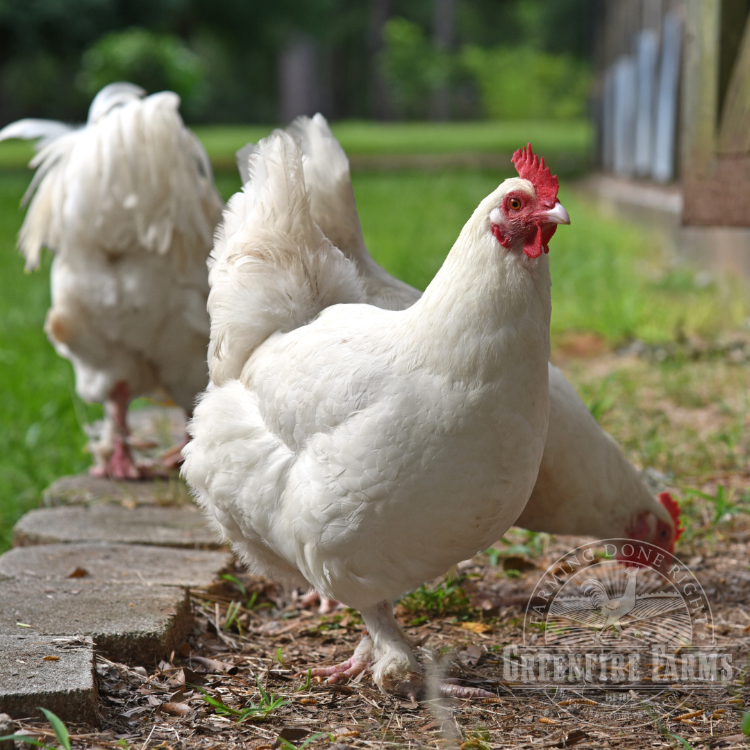 White Marans