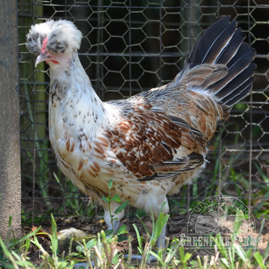 Shetland Hen