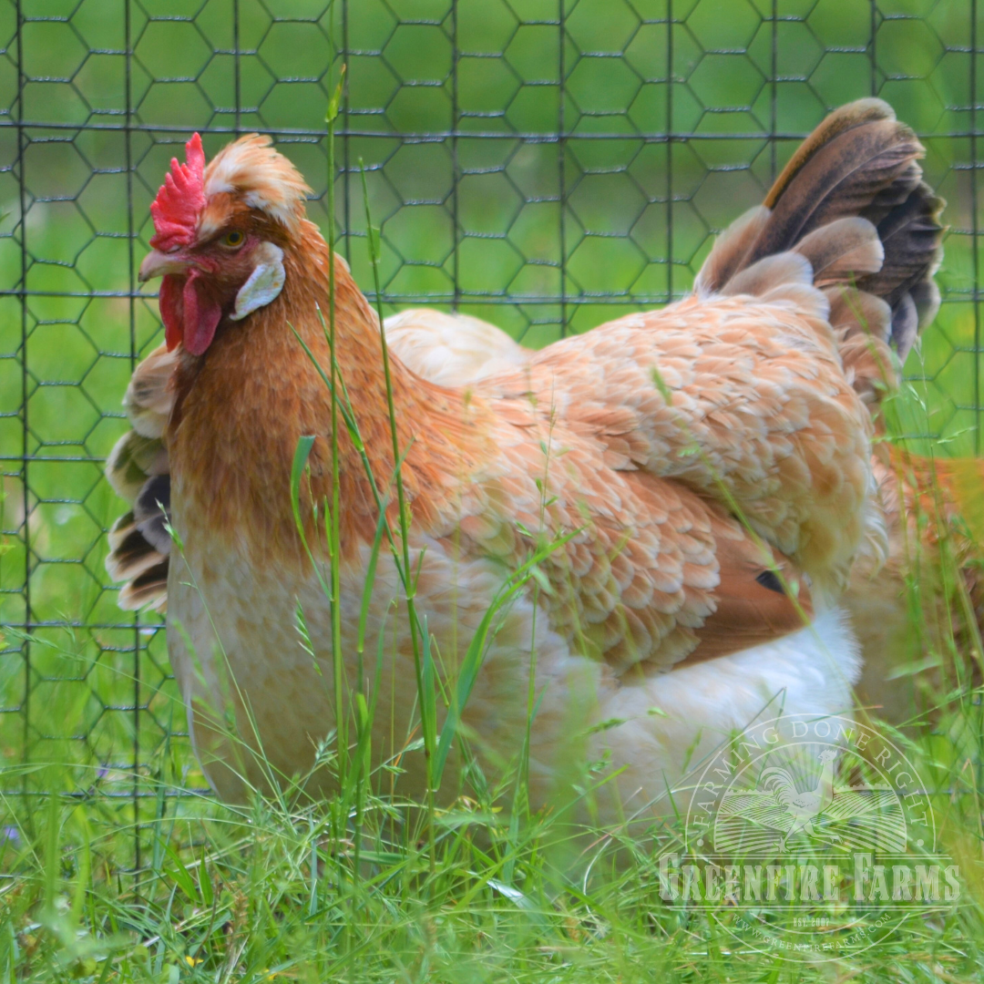Wheaten Sulmtaler