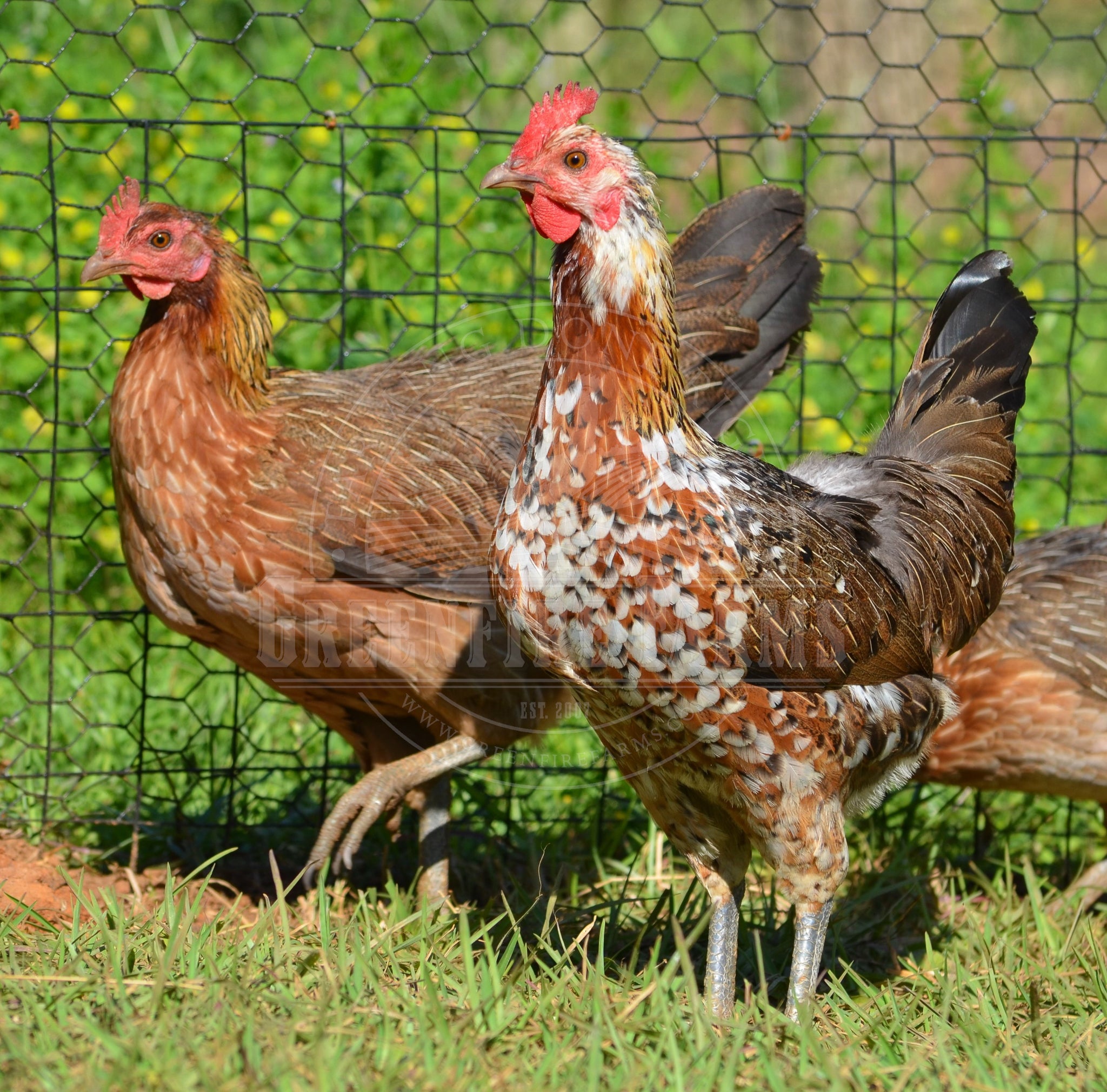 Ayam Ketawa