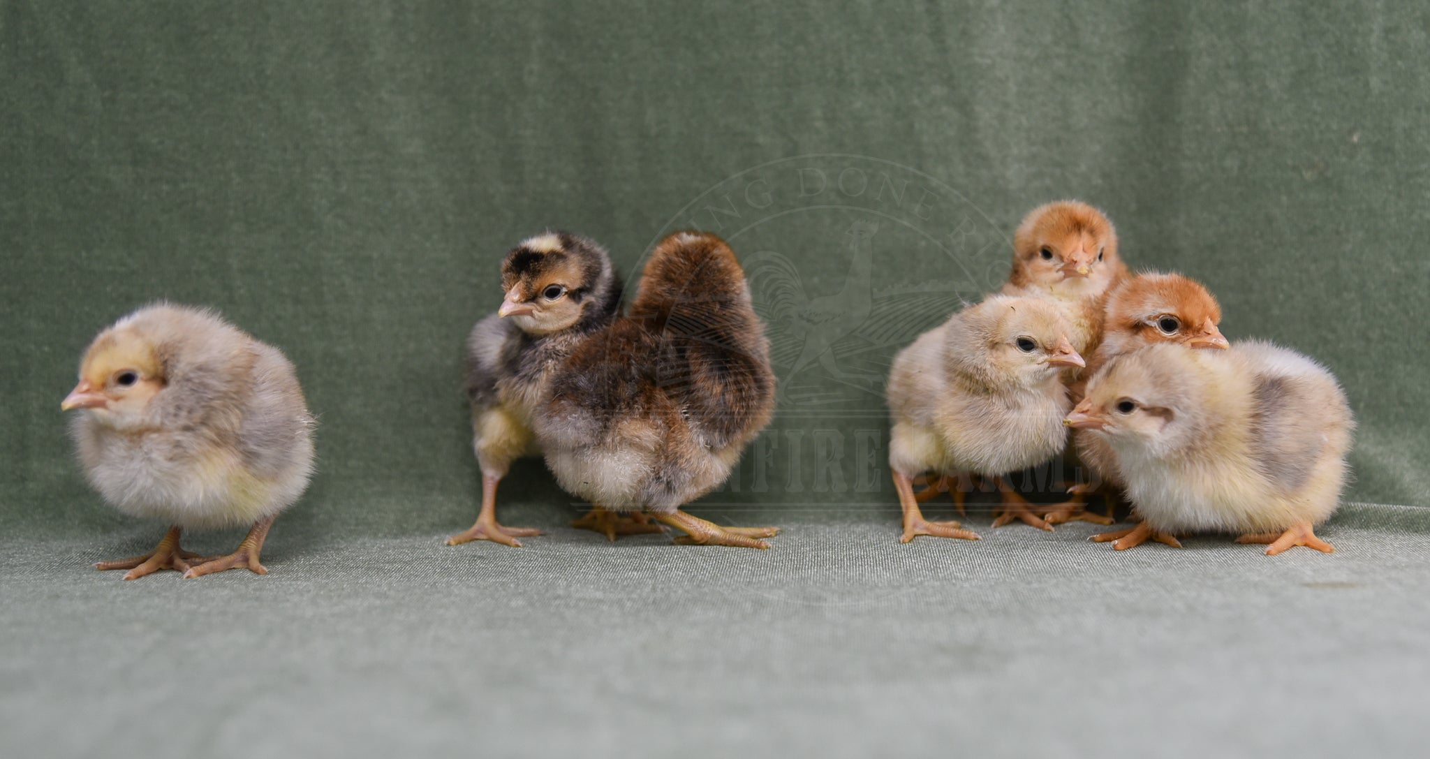 Assorted Males