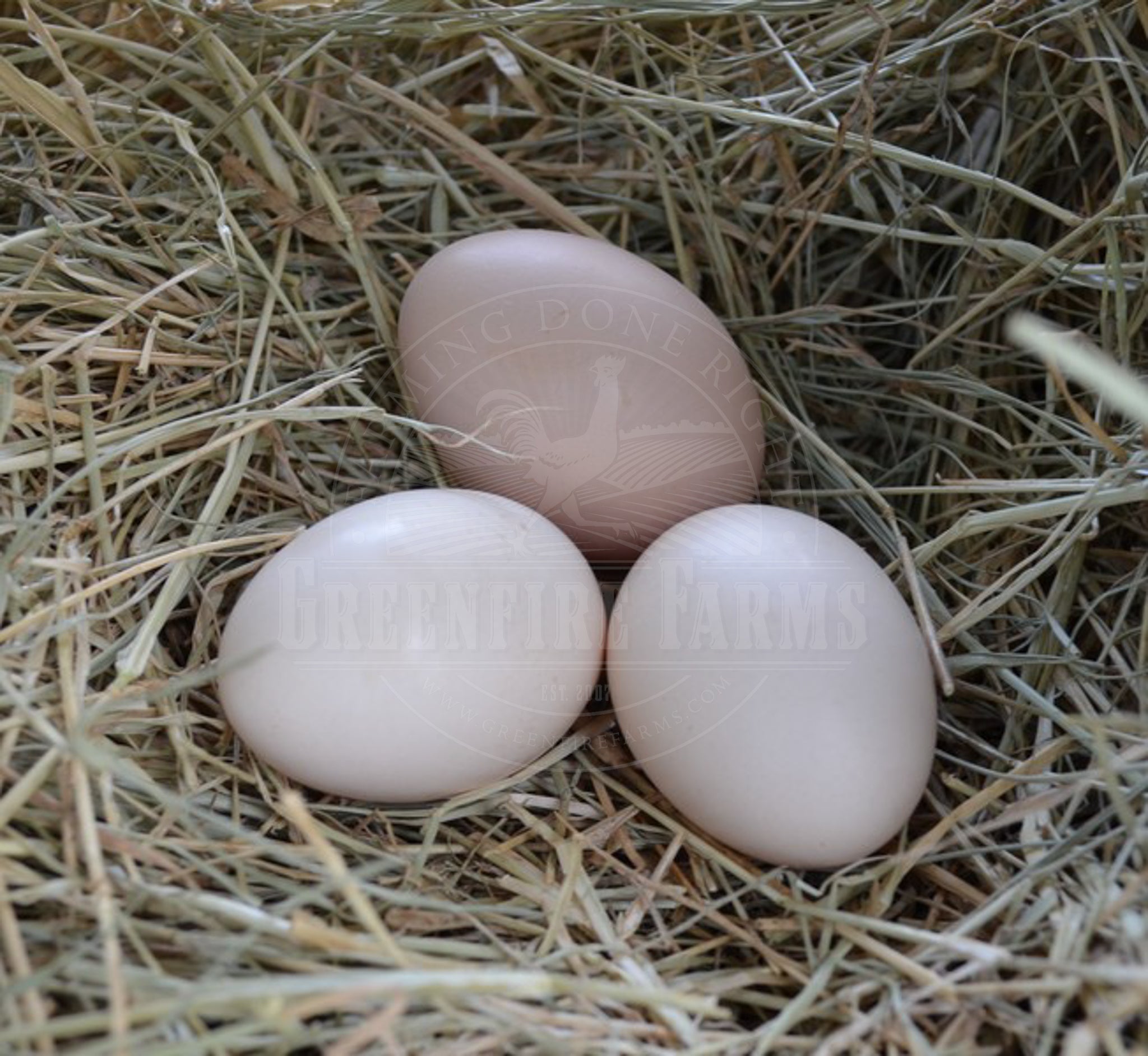 Basque Hen