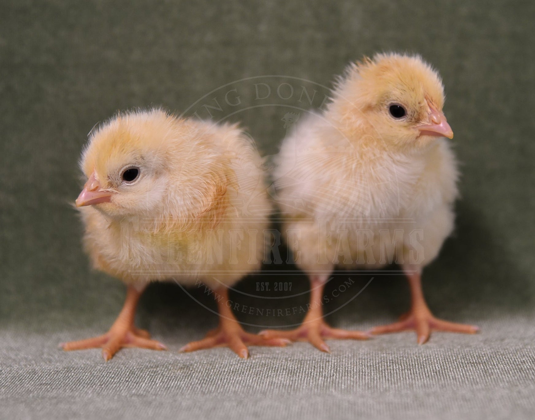 Basque Hen