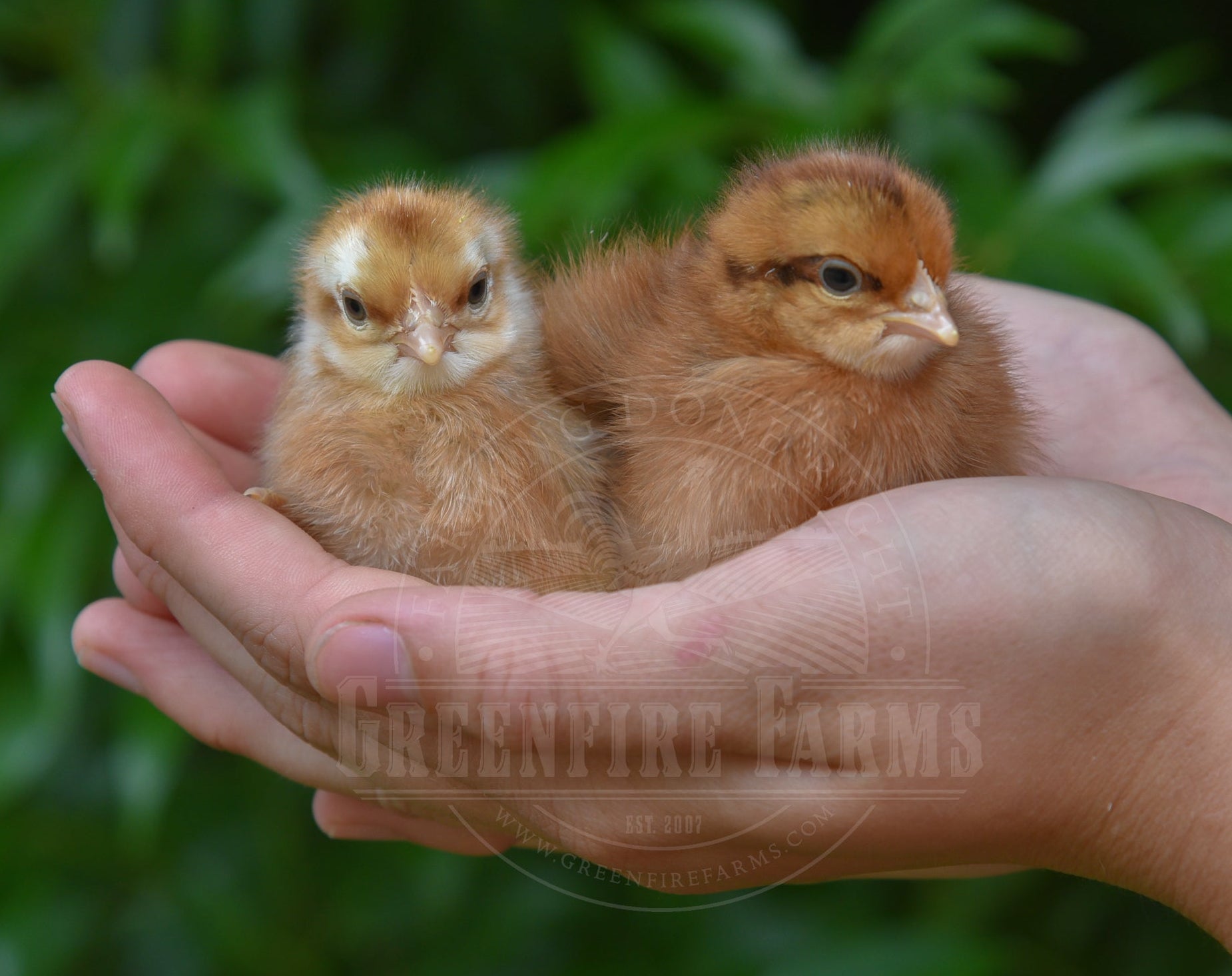 Bantam Assortment