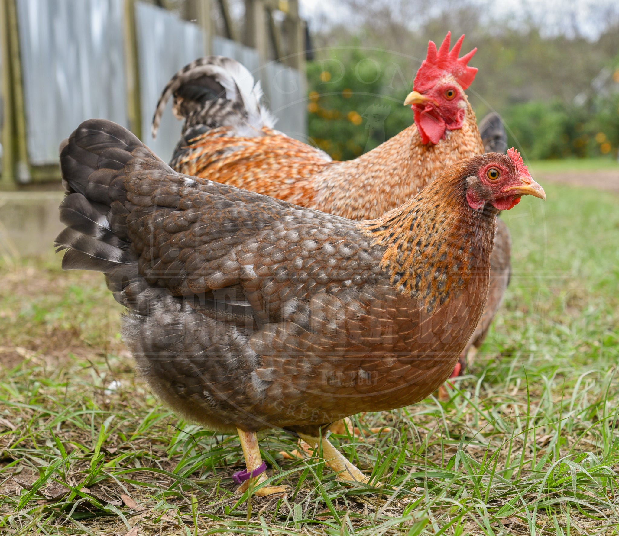 Bantam Bielefelder