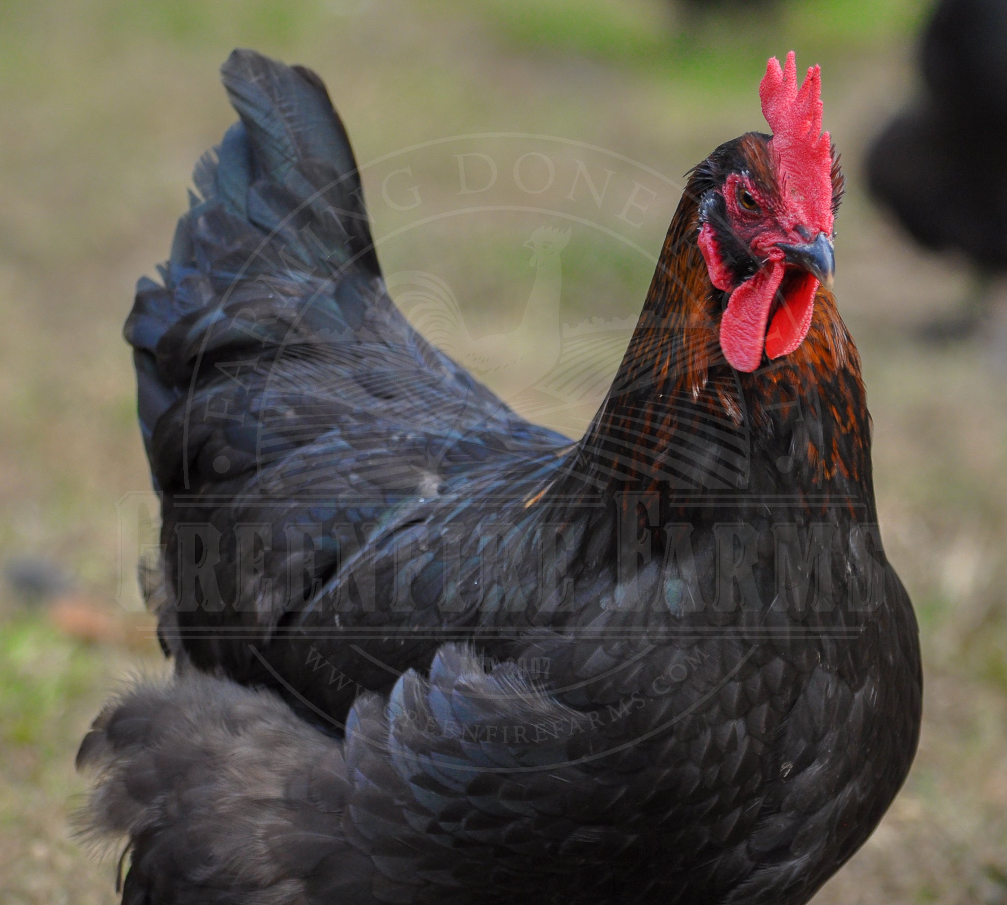 Black Copper Marans