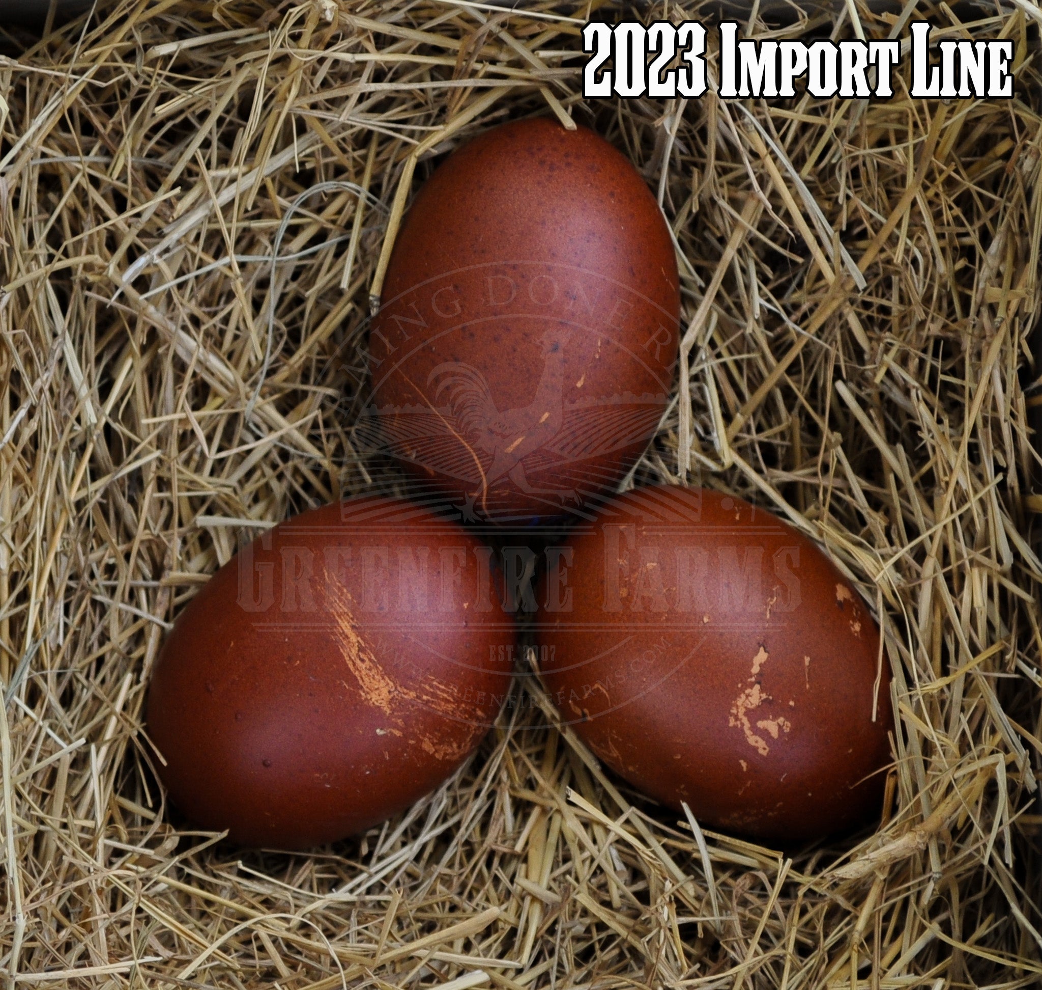 Black Copper Marans
