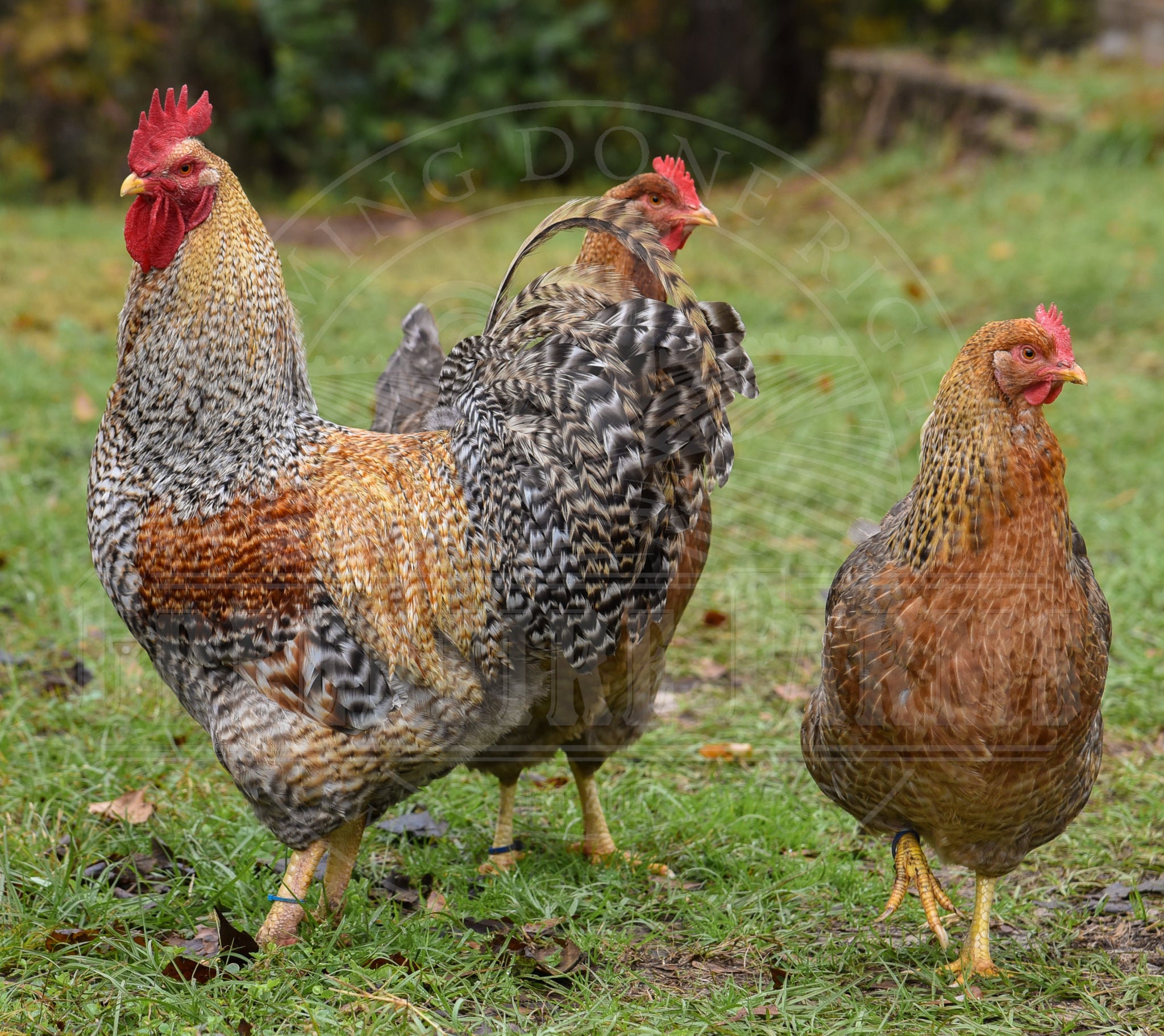 Beginners Assortment