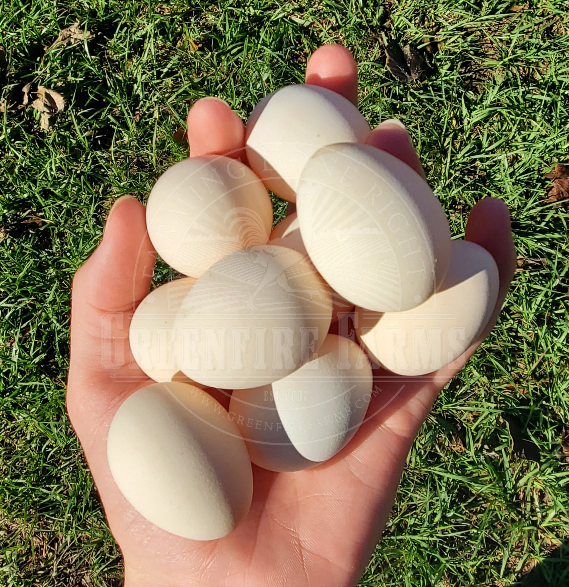 Bantam Assortment
