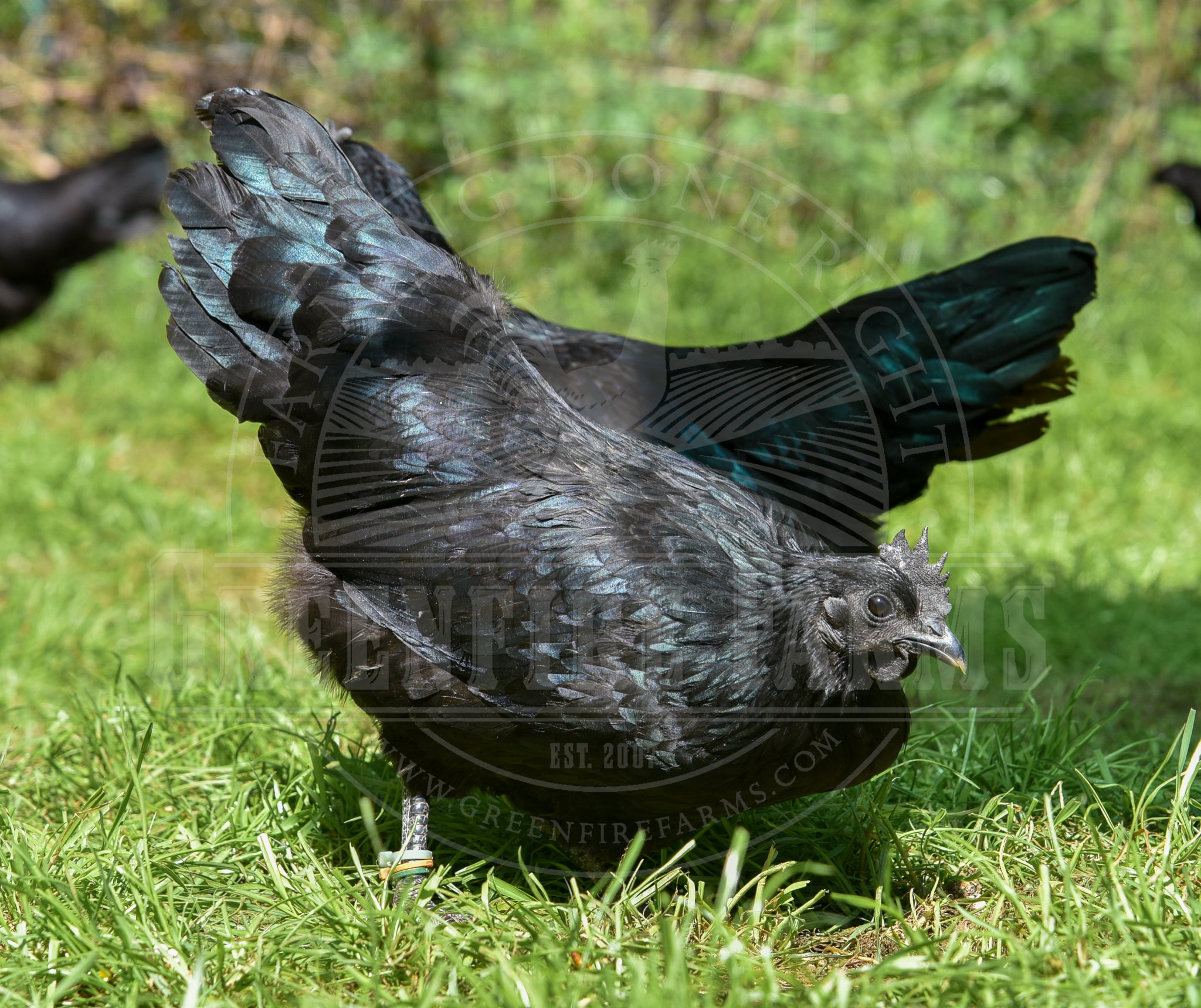 Ayam Cemani