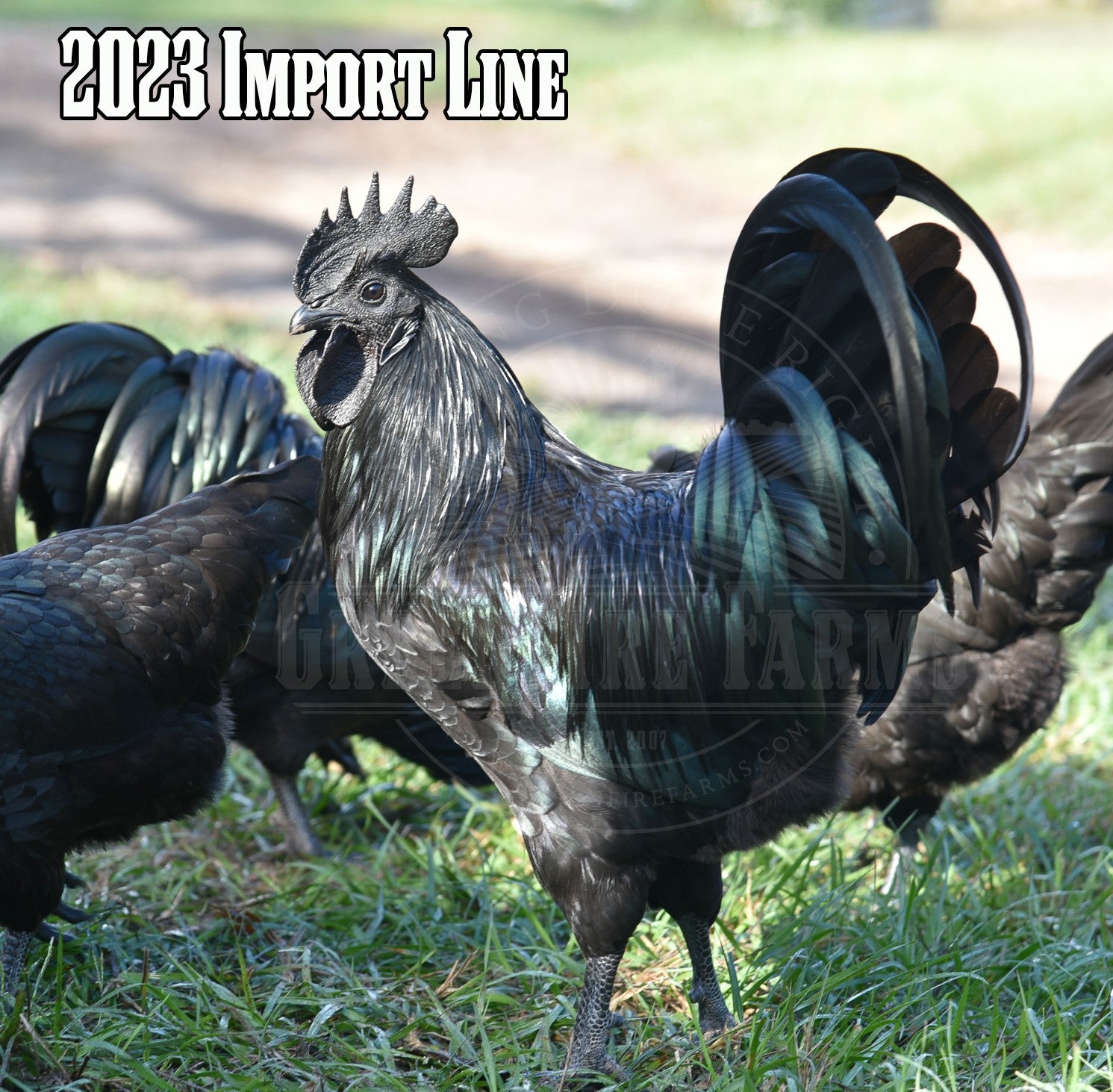 Ayam Cemani