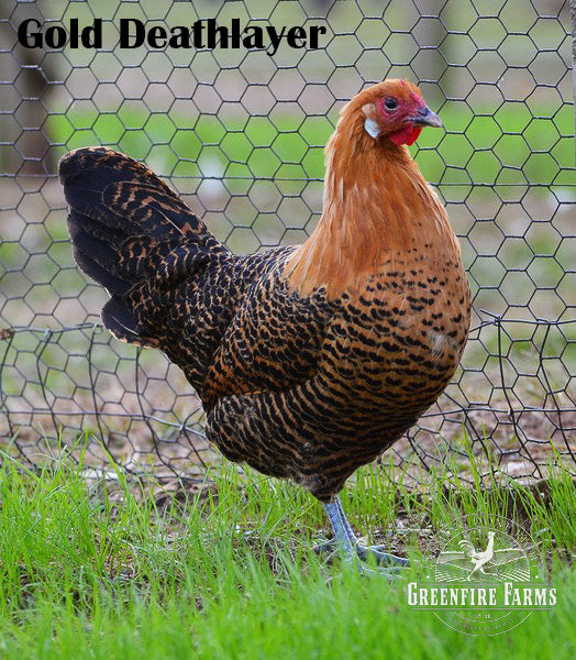 Heat Hardy Assortment