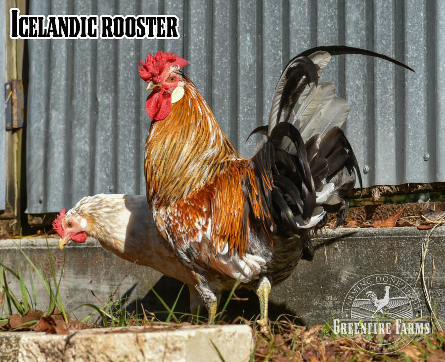 Landrace Assortment