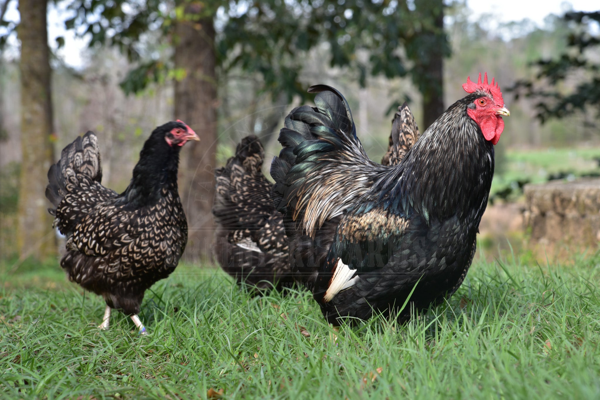 Silver Laced Barnevelder