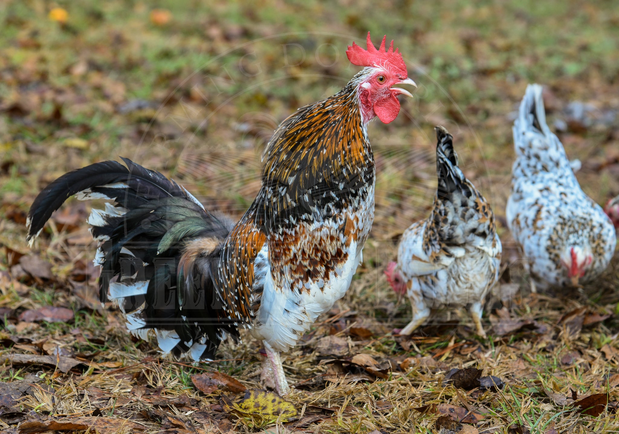 Bantam Assortment