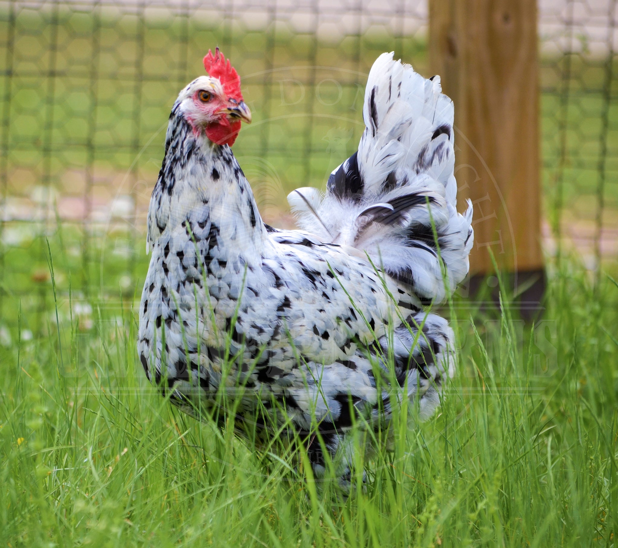Black Mottled Pita Pinta Asturiana