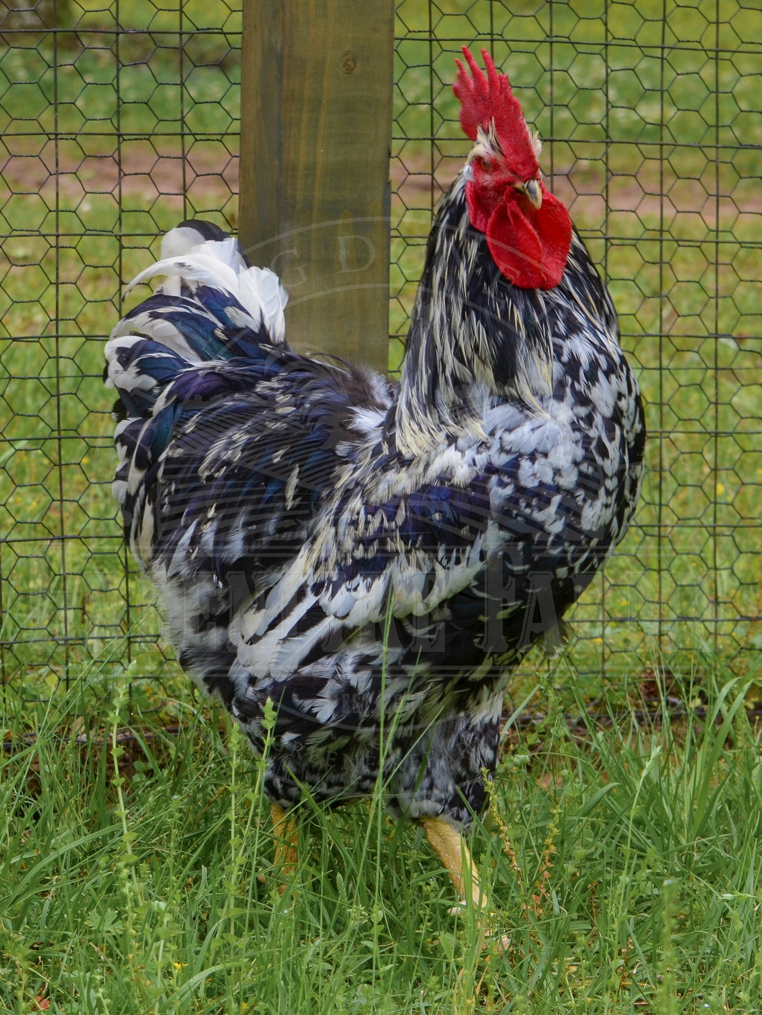 Black Mottled Pita Pinta Asturiana