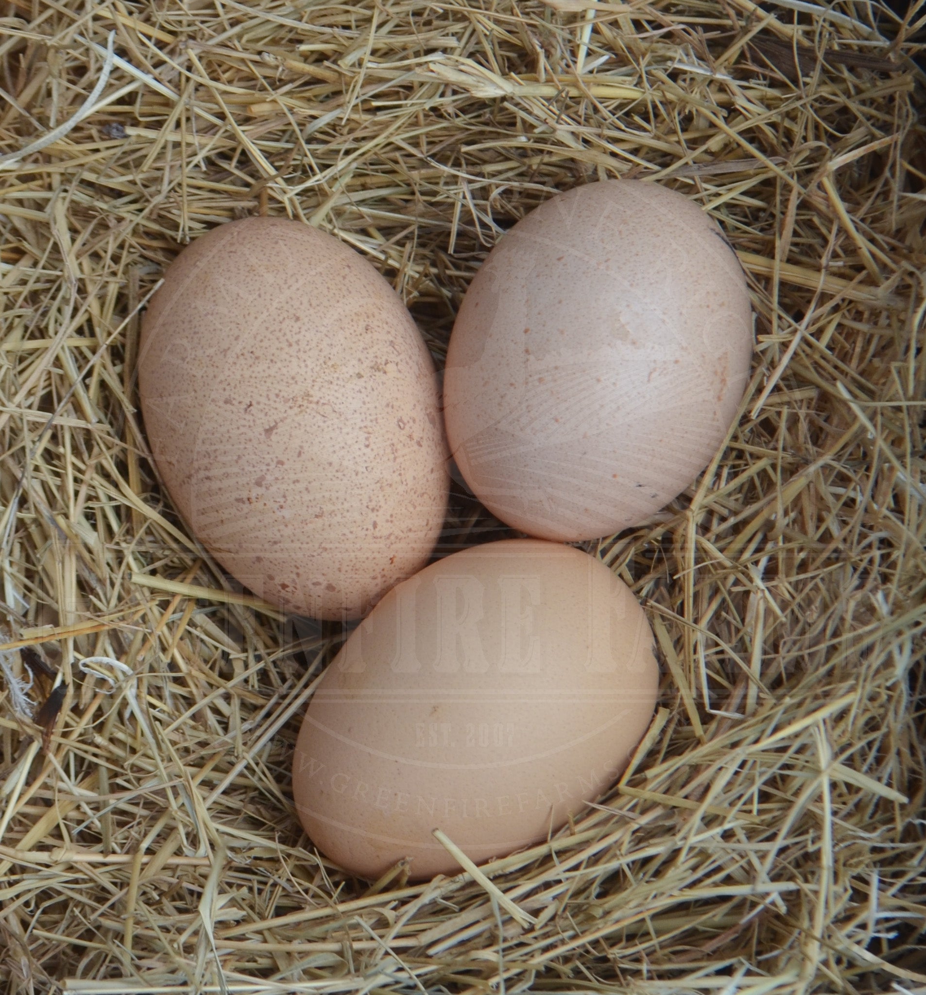 Silver Bielefelder