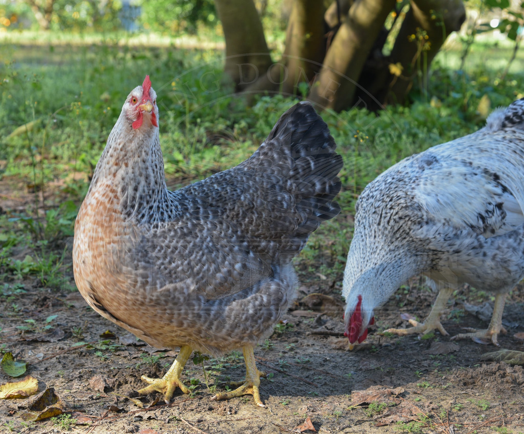 Silver Bielefelder