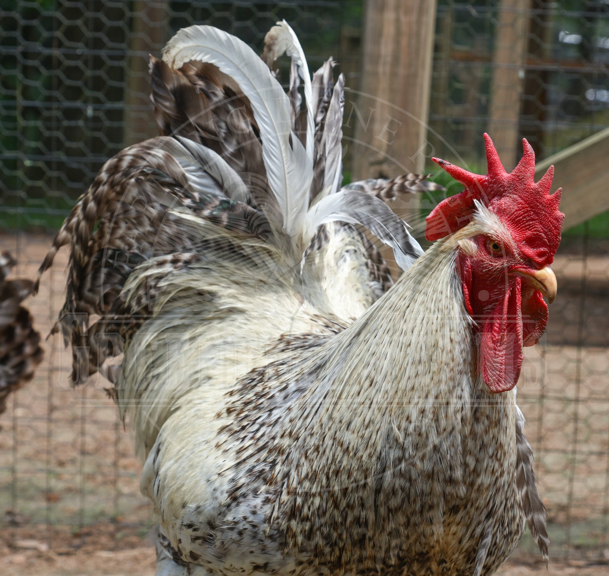 Silver Bielefelder