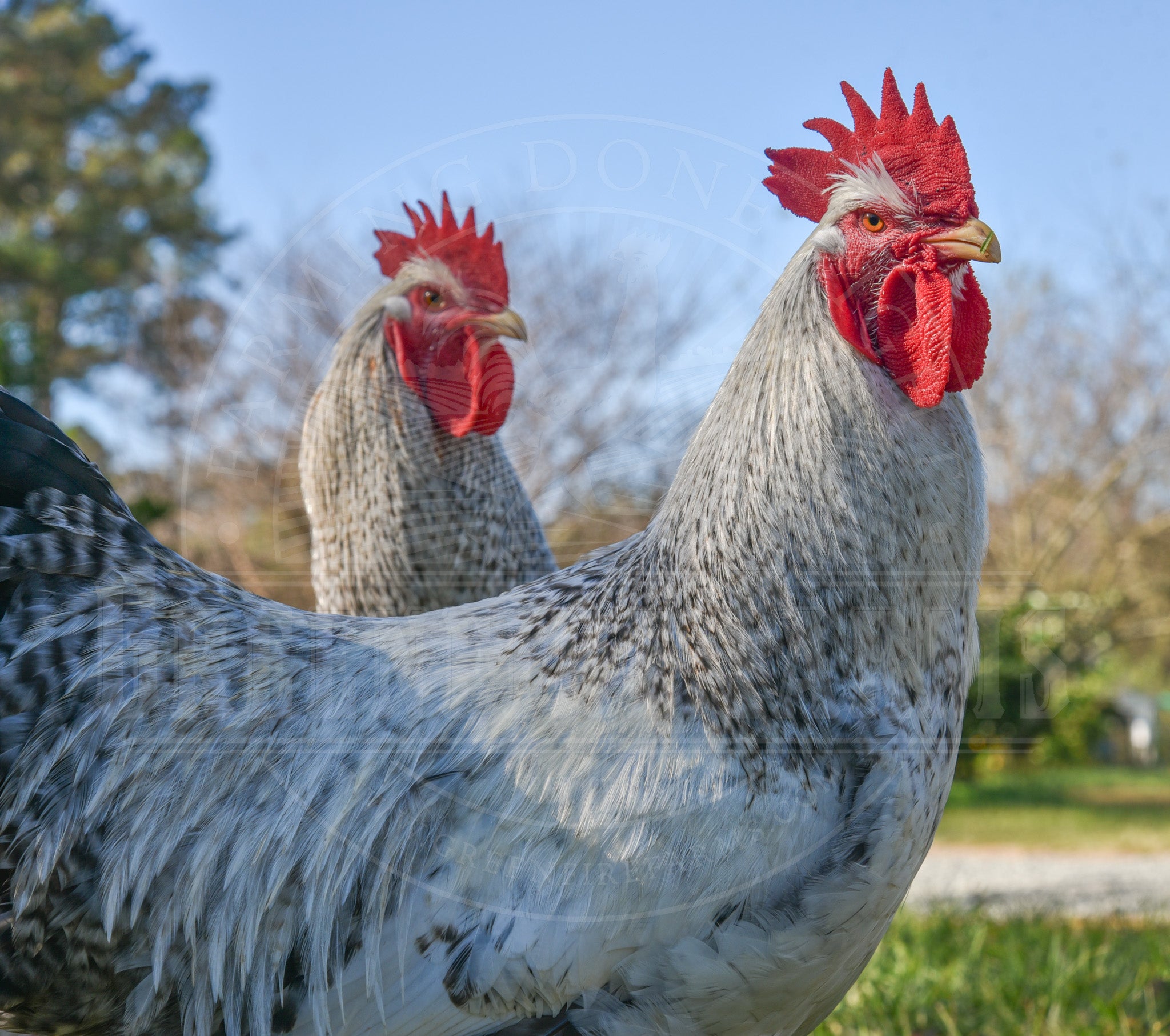 Silver Bielefelder
