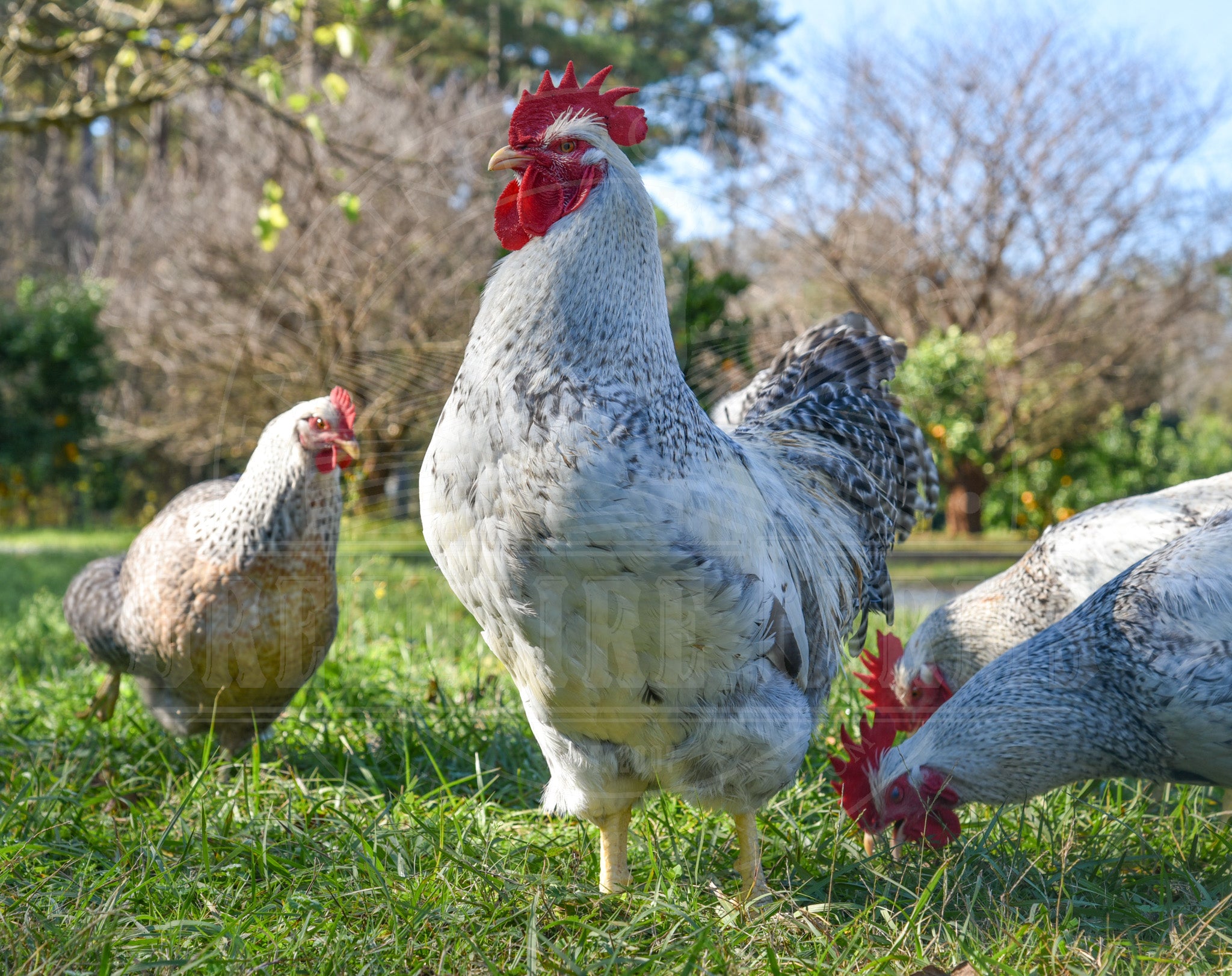 Silver Bielefelder