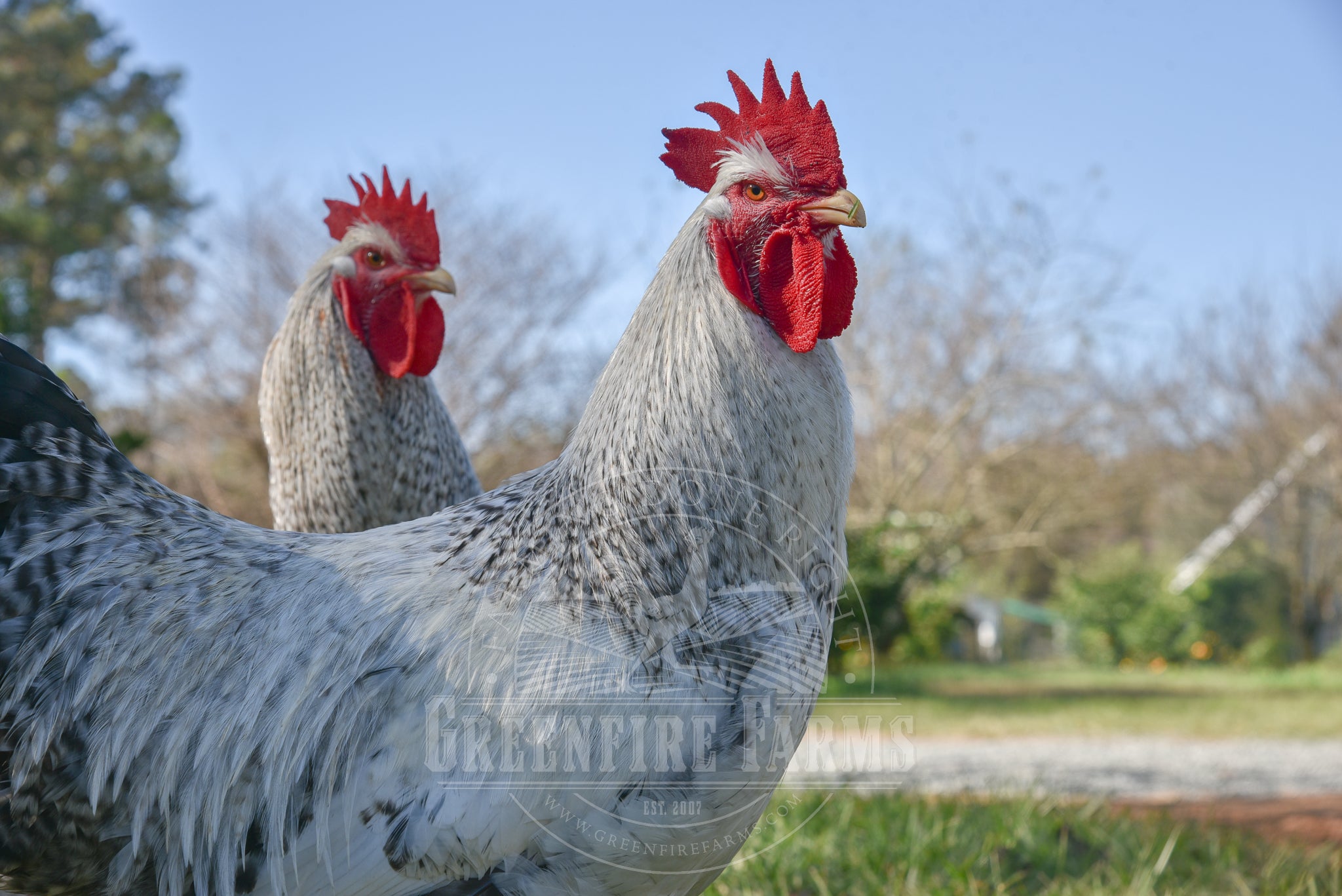 Silver Bielefelder