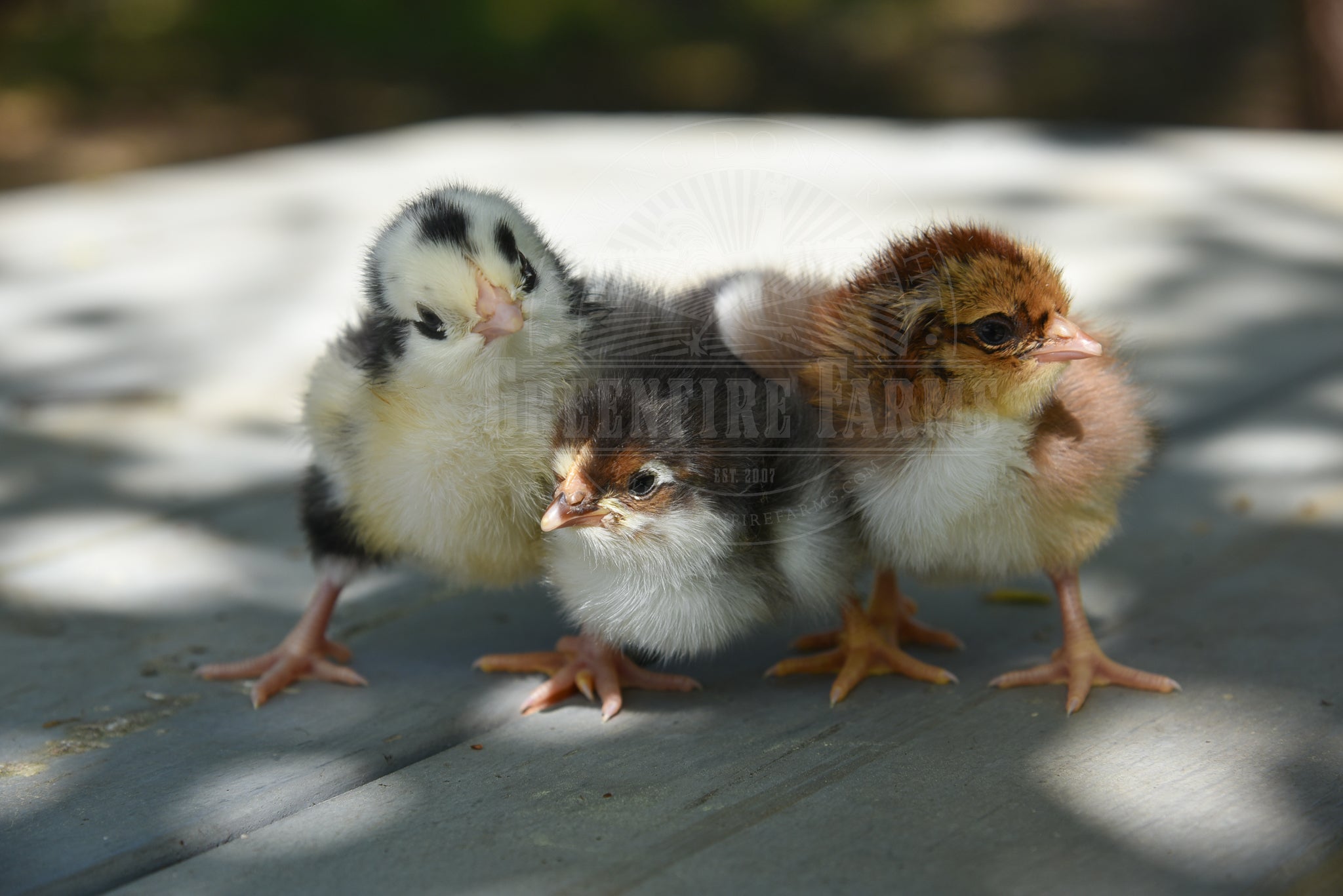 Swedish Flower Hen