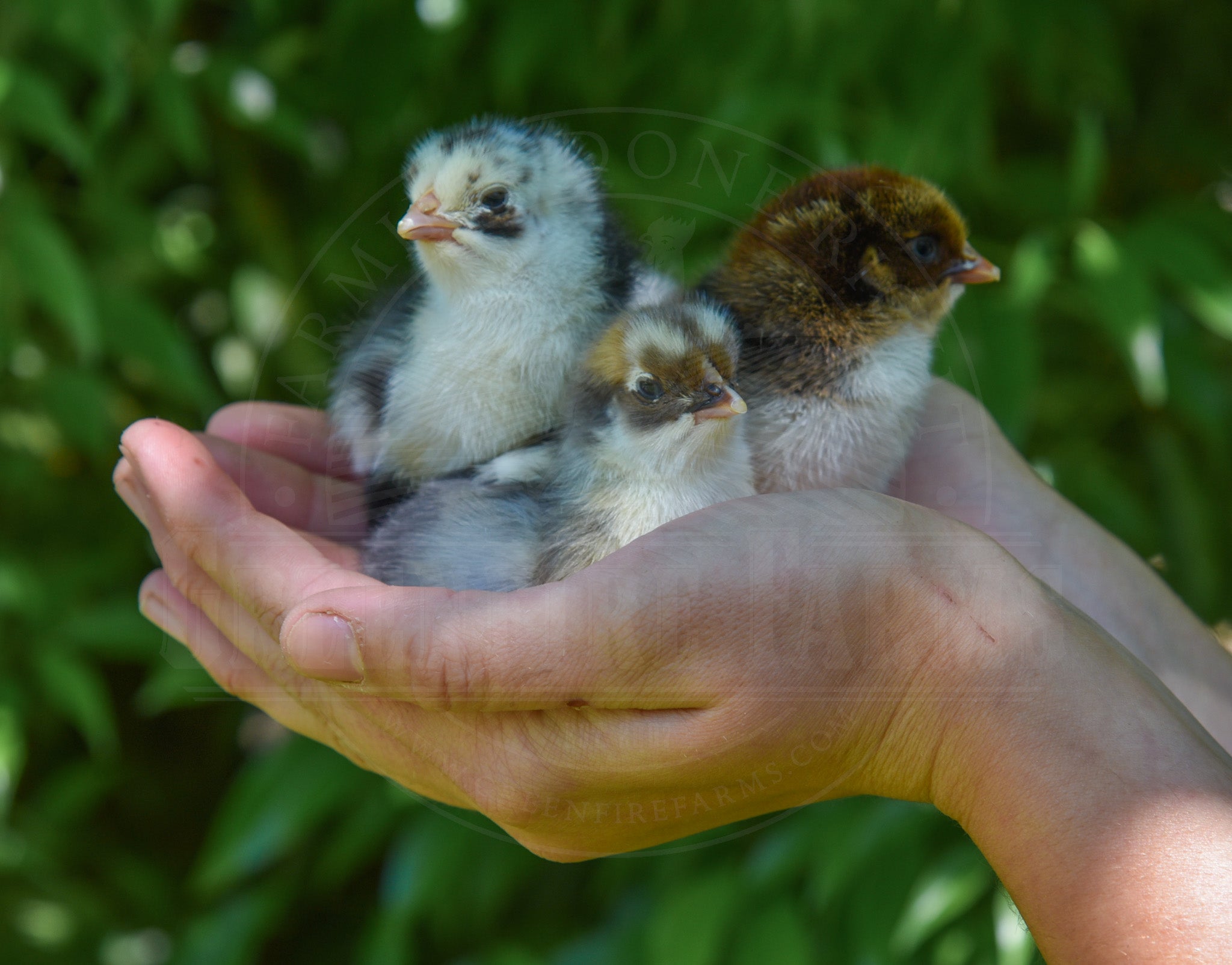 Swedish Flower Hen