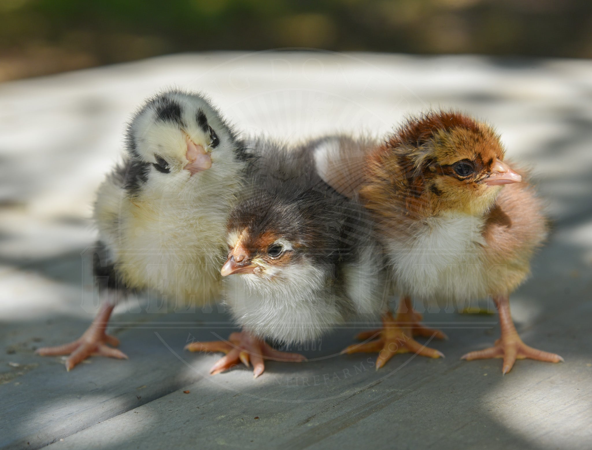 Swedish Flower Hen