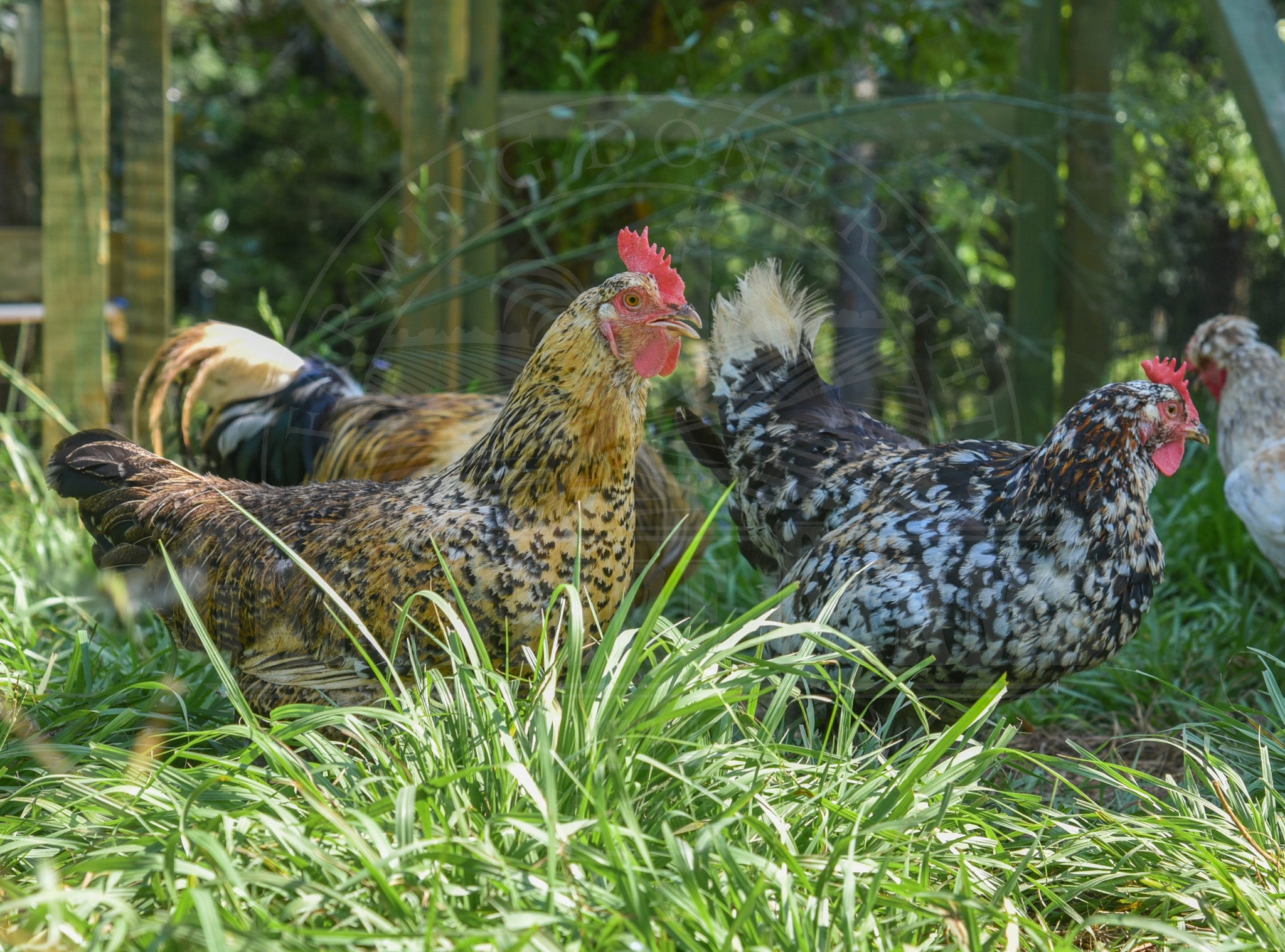 Swedish Flower Hen
