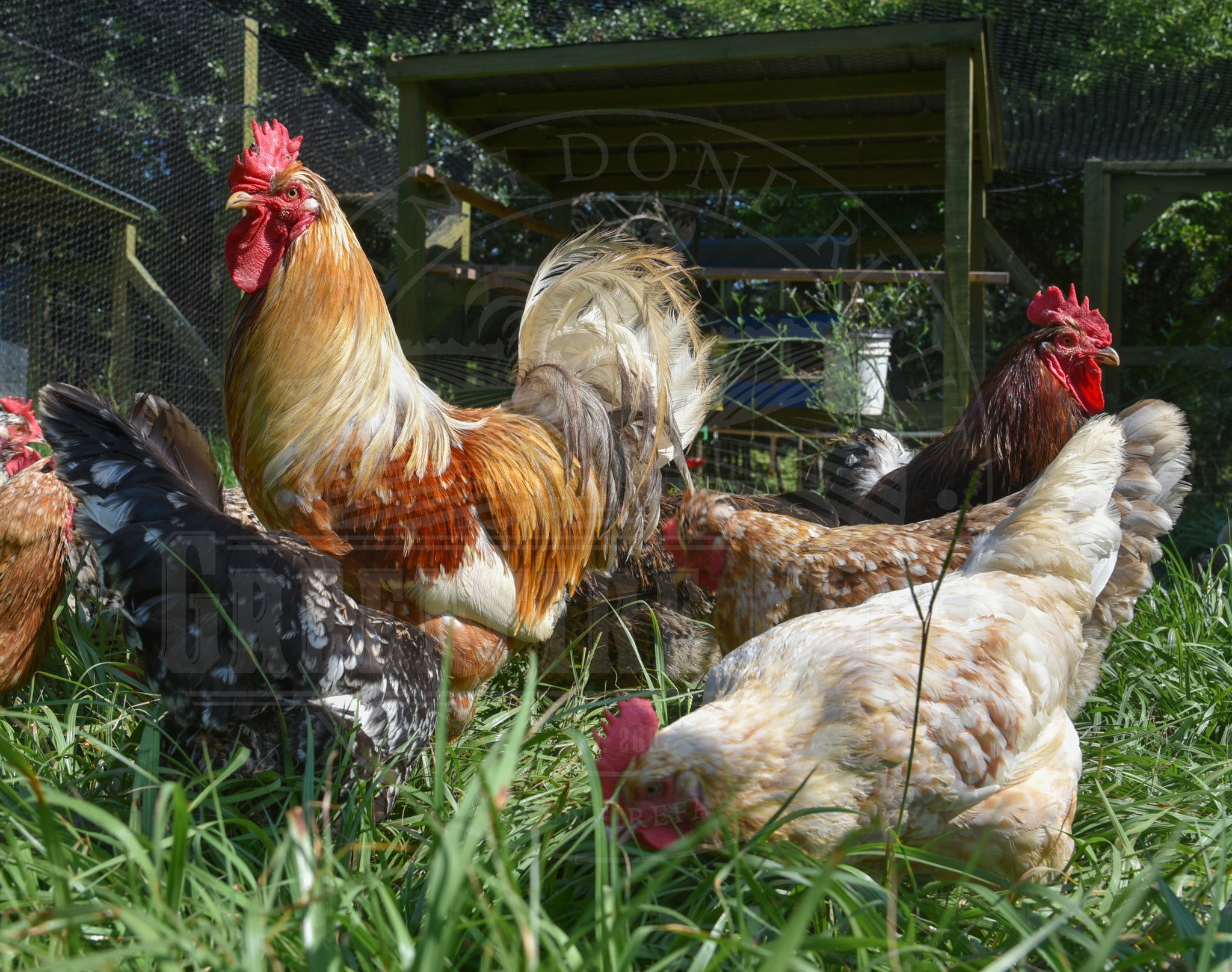 Swedish Flower Hen