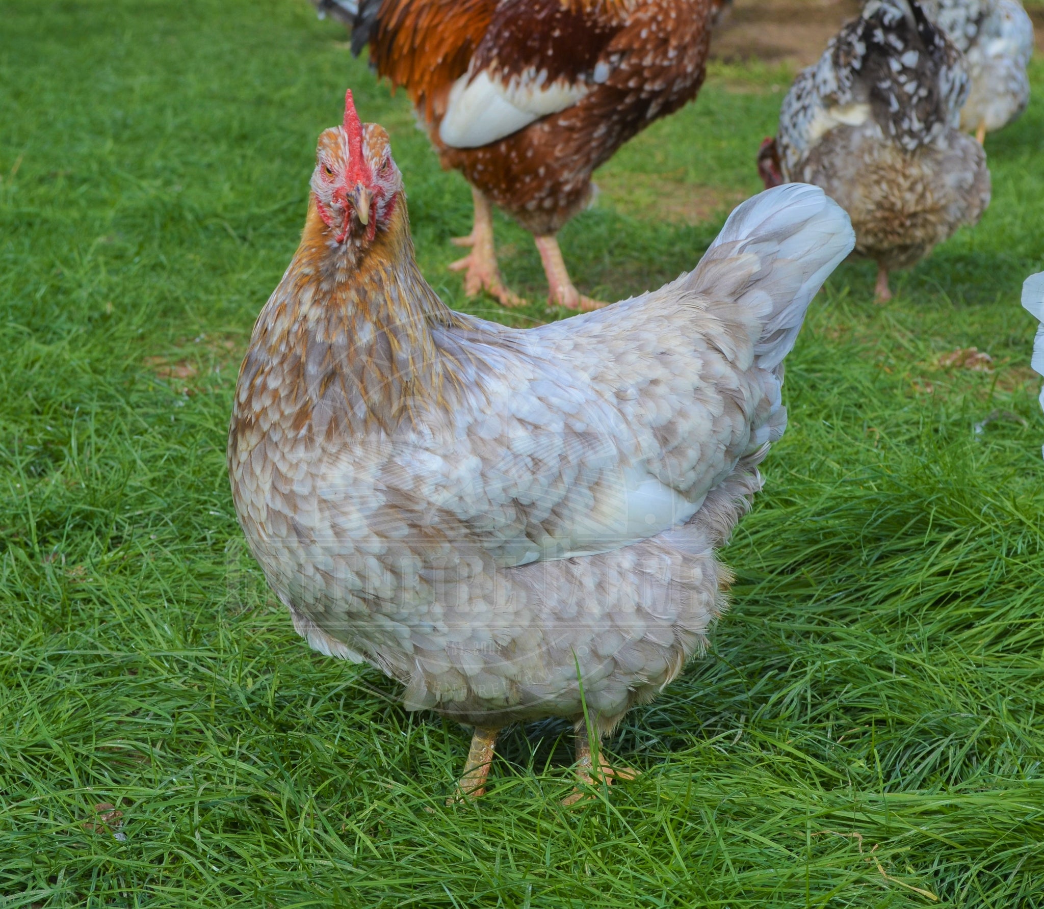 Swedish Flower Hen