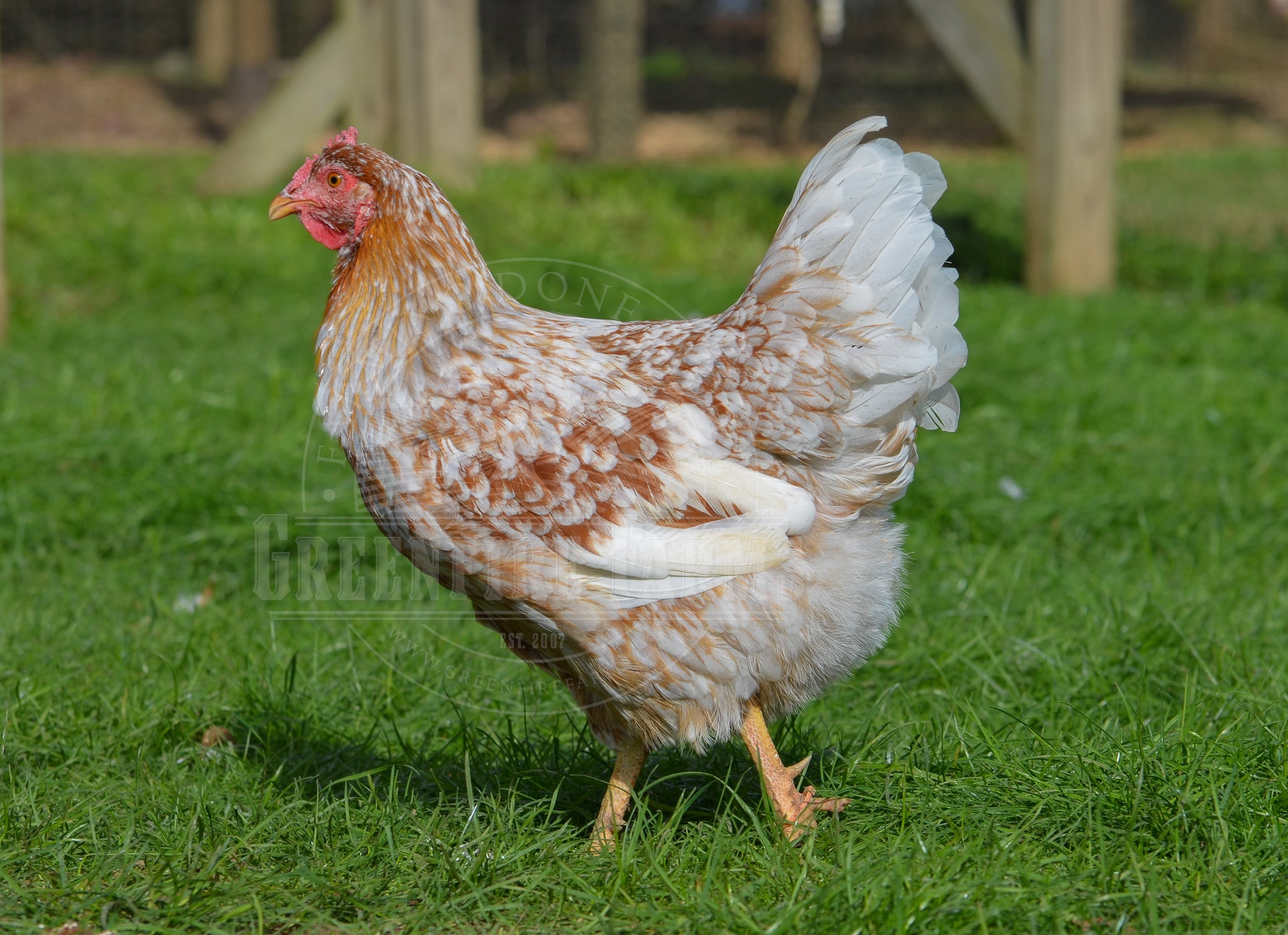 Swedish Flower Hen