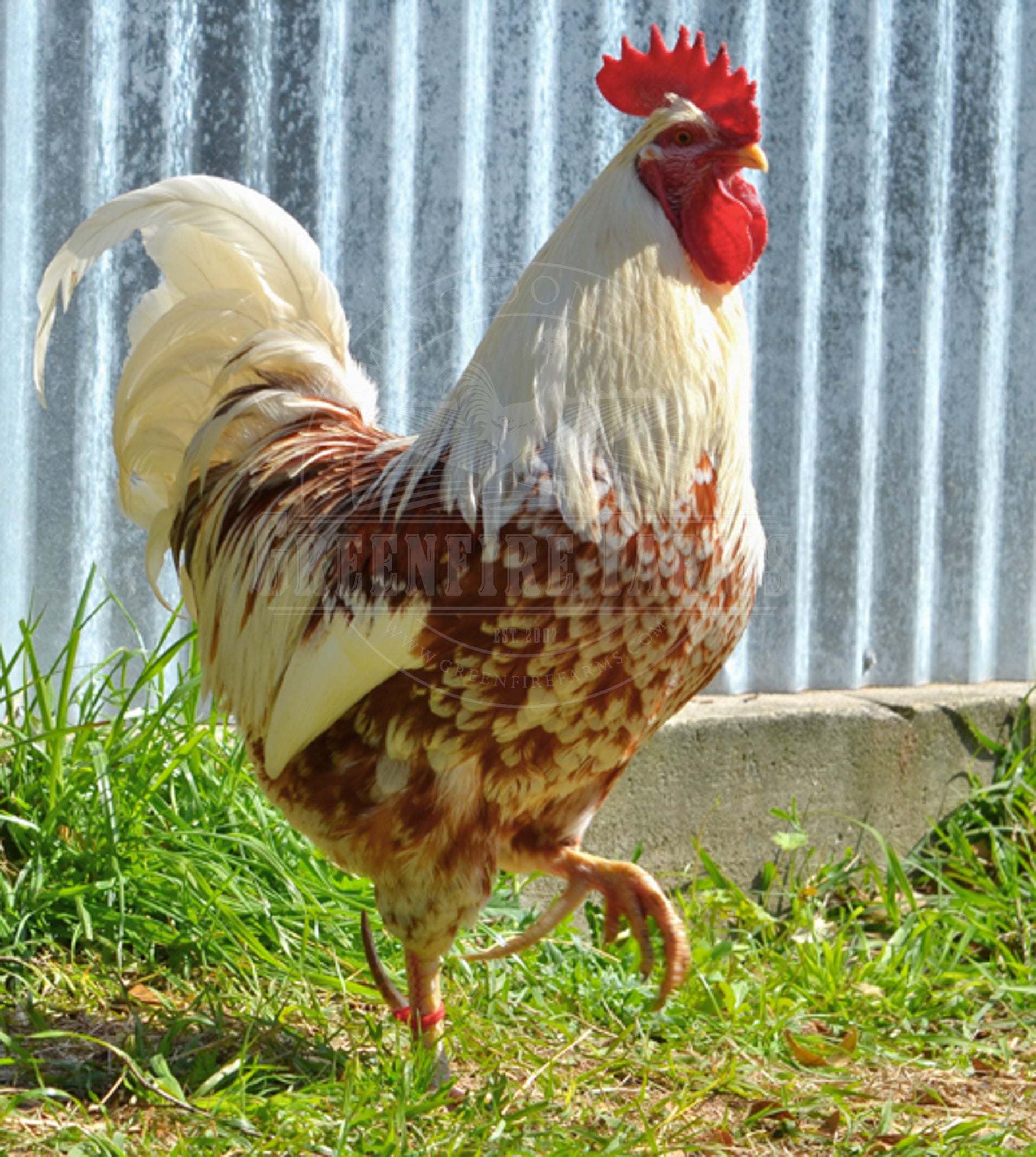 Swedish Flower Hen