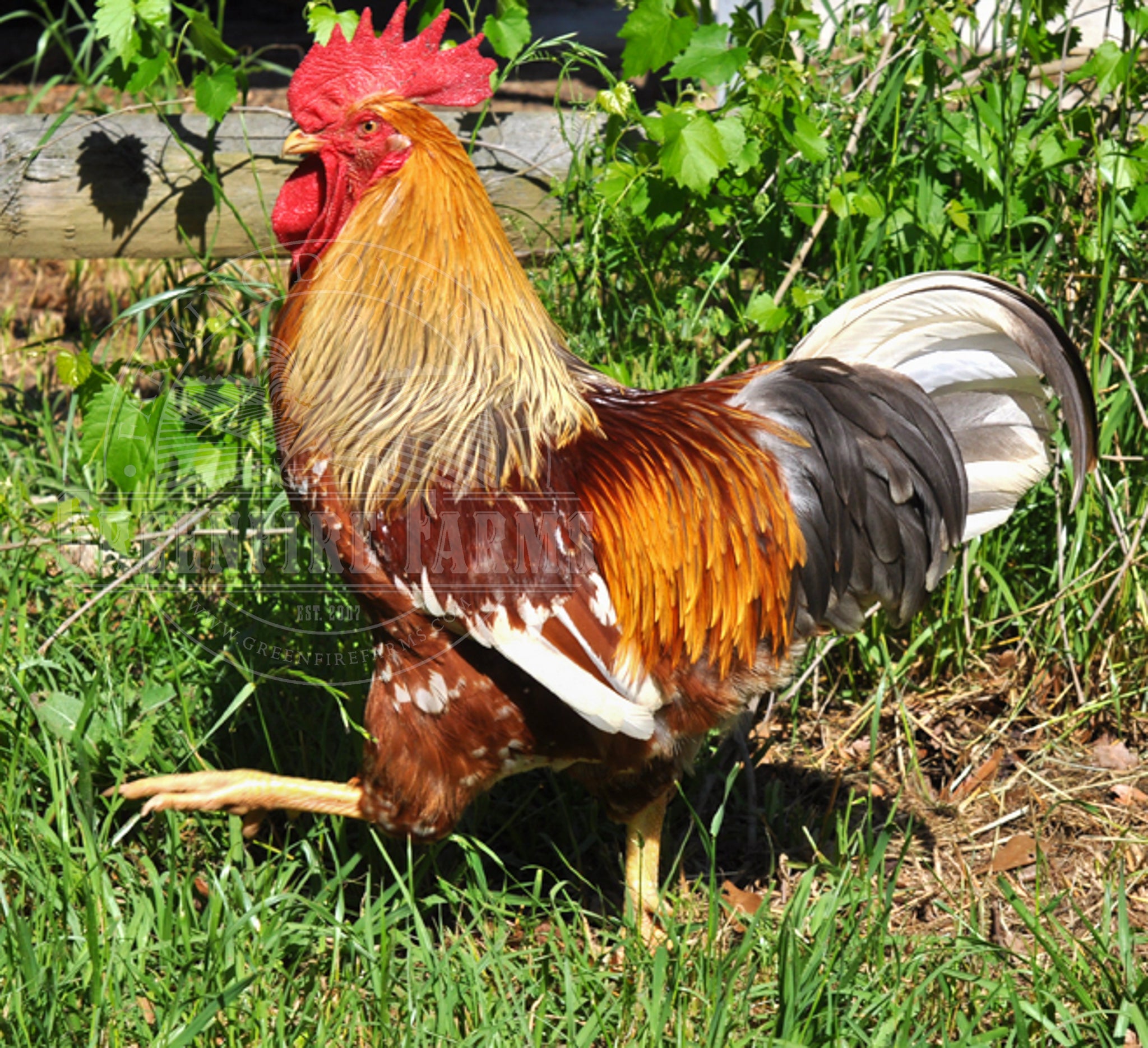Swedish Flower Hen