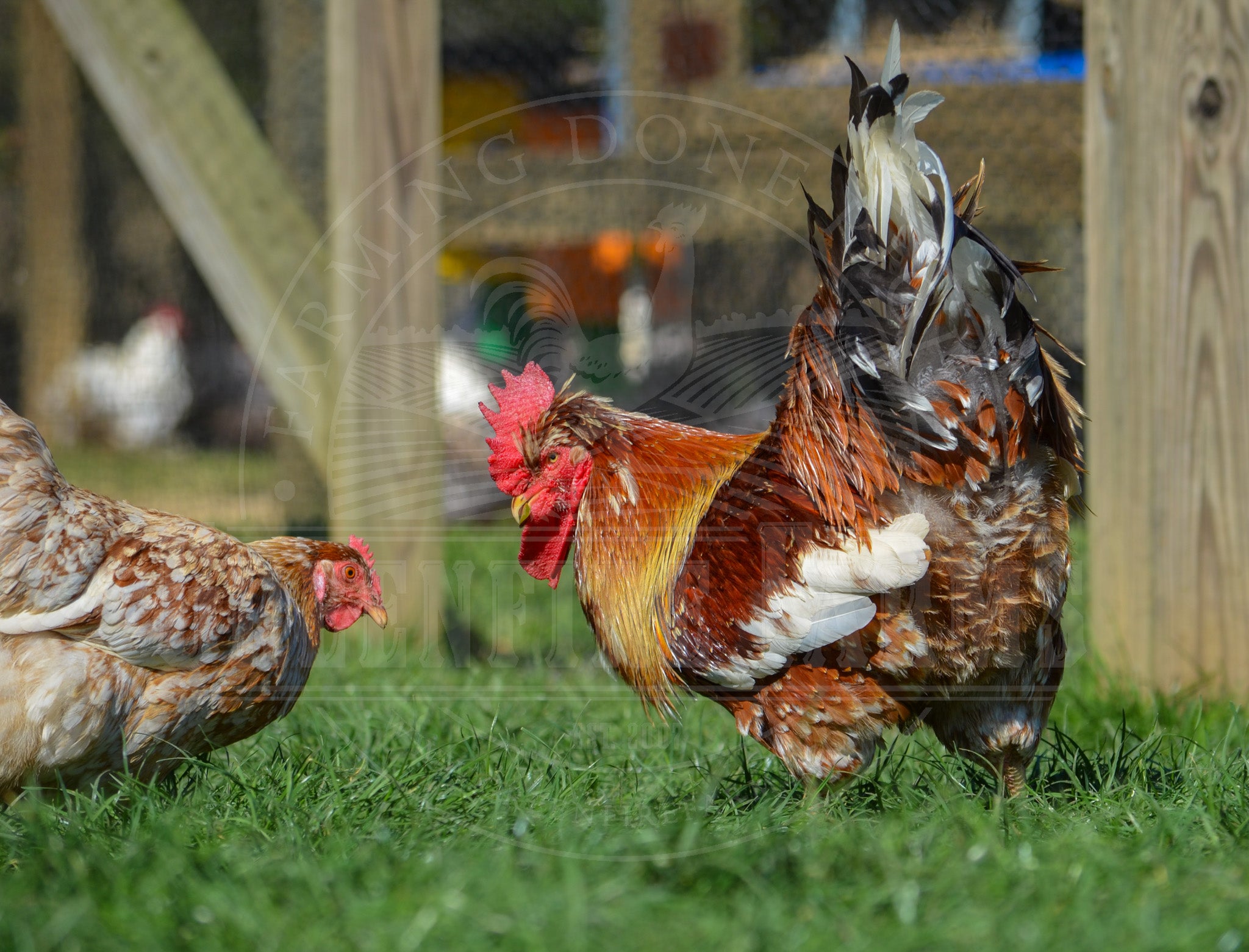 Swedish Flower Hen