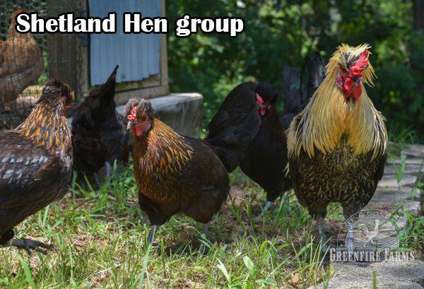 Landrace Assortment