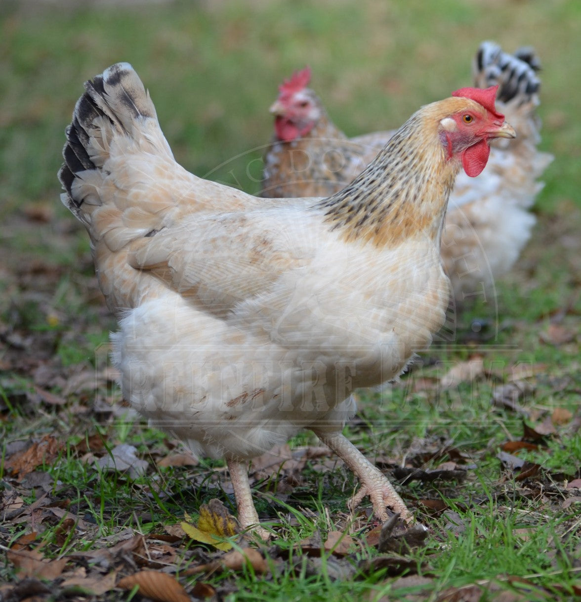 Basque Hen