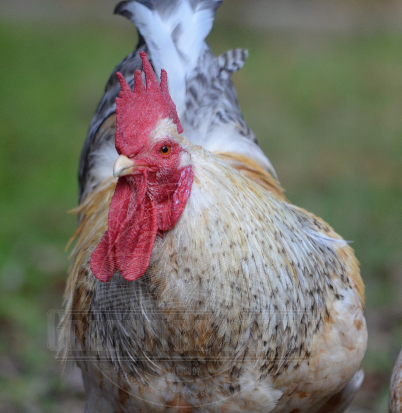 Basque Hen