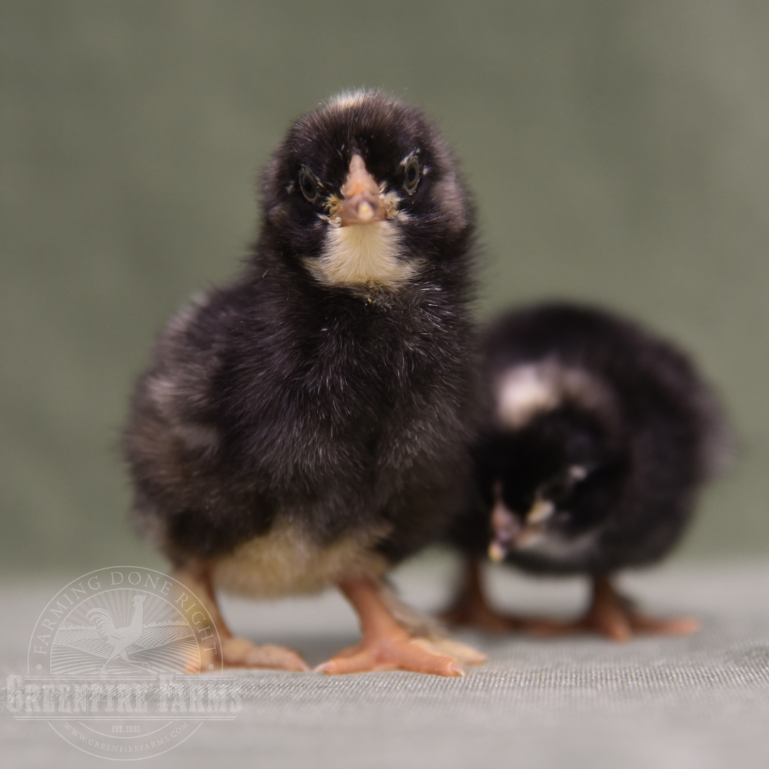 Mechelen Turkey Head