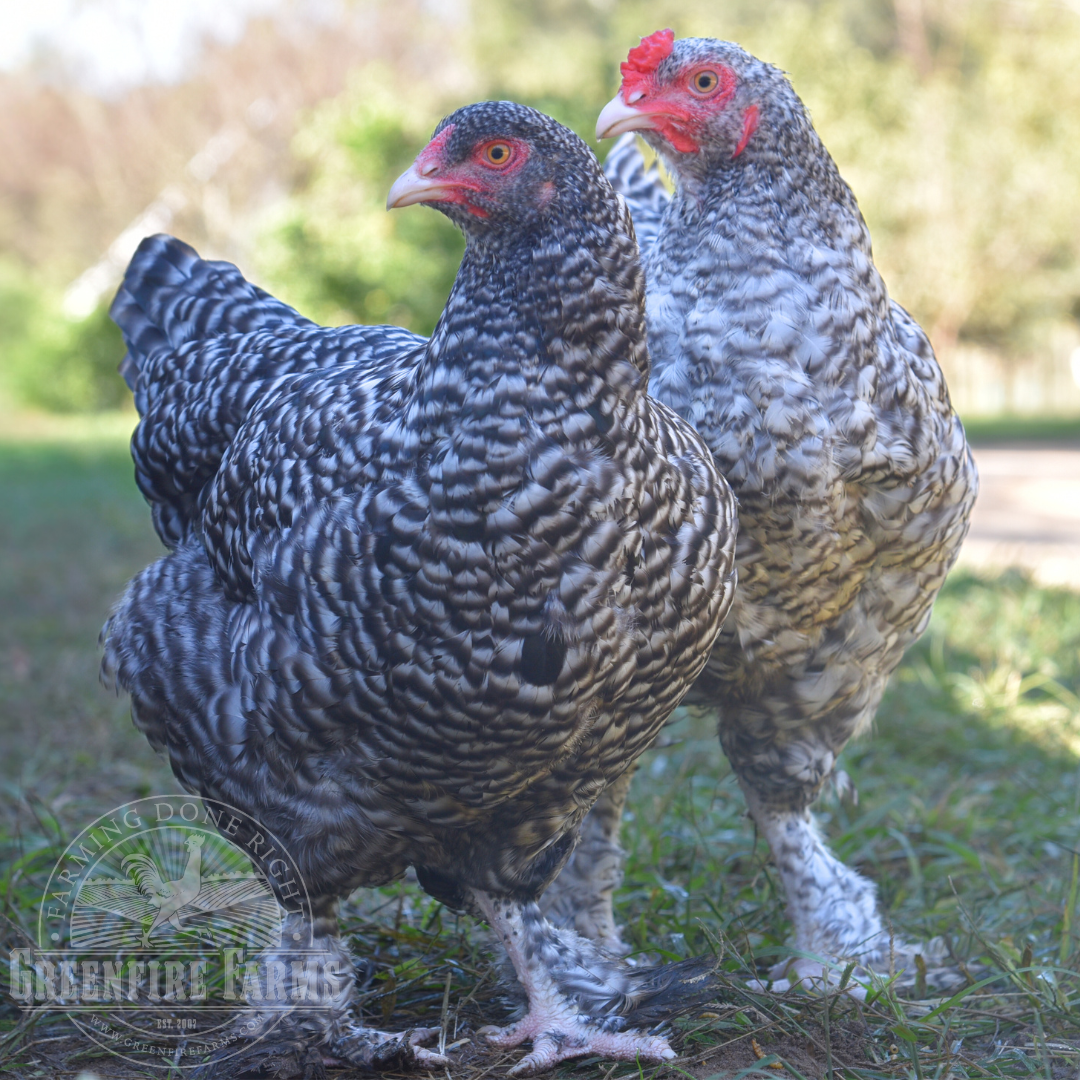 Mechelen Turkey Head