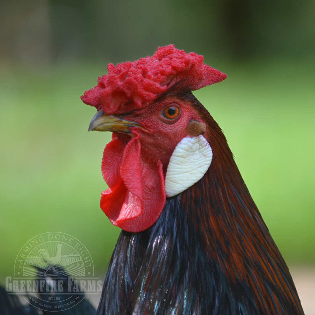 Old English Pheasant Fowl