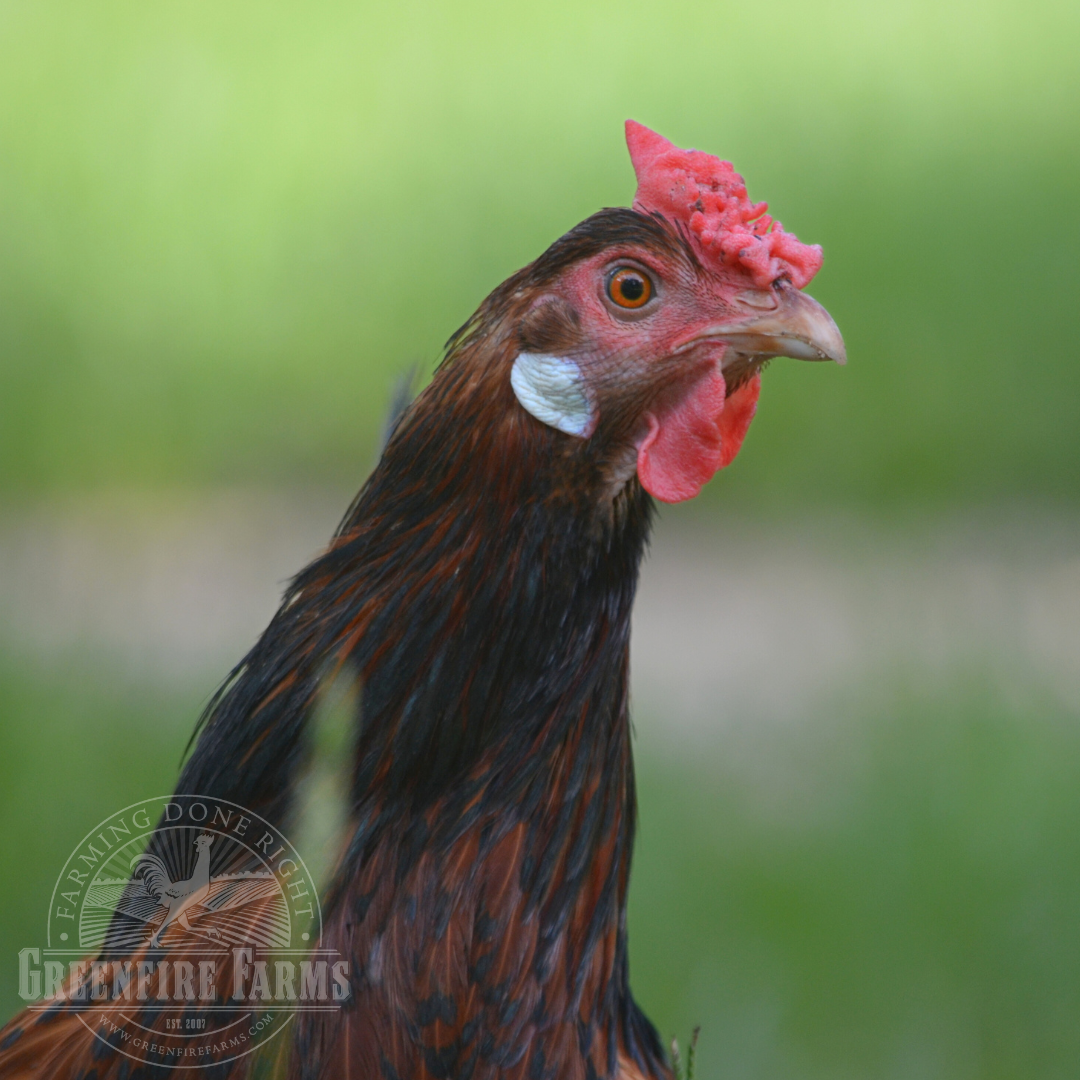 Old English Pheasant Fowl