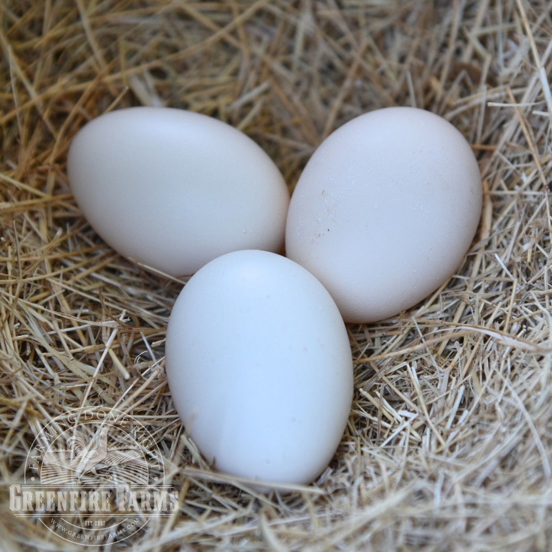 Old English Pheasant Fowl