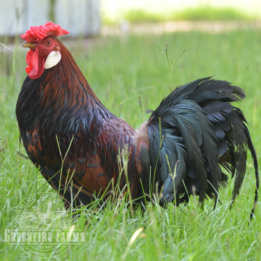 Old English Pheasant Fowl