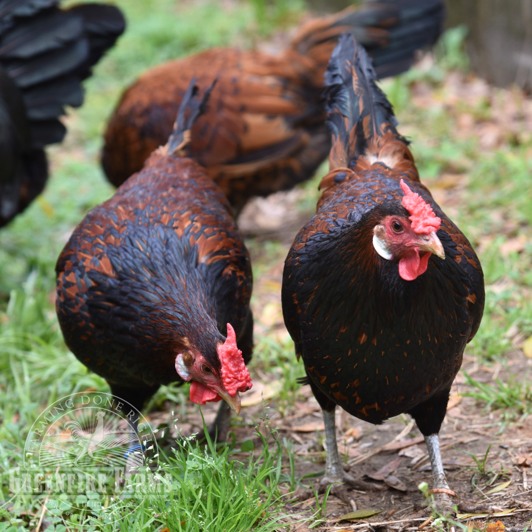 Old English Pheasant Fowl