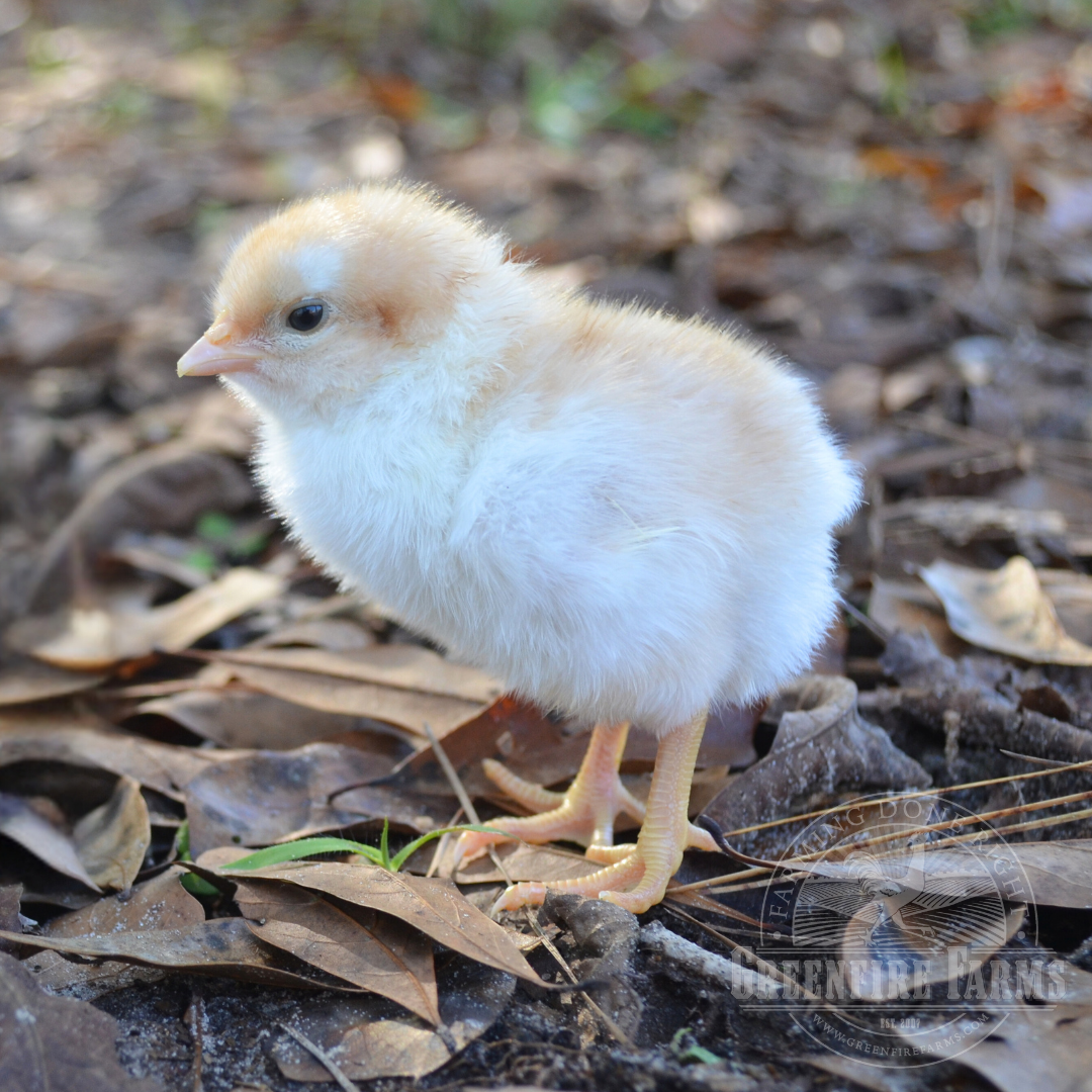 Pita Pinta Asturiana